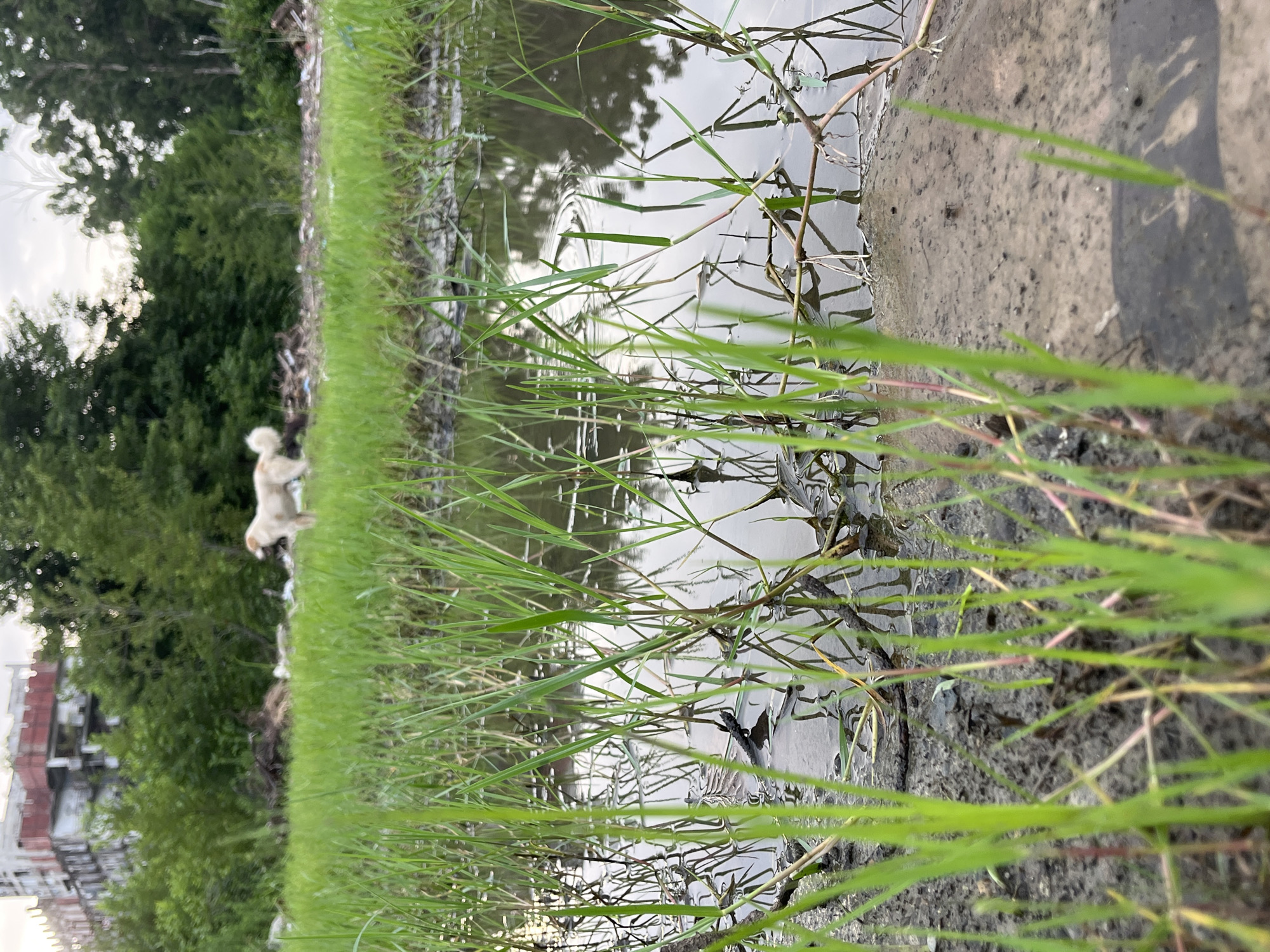 In Ureki, Georgia, an abandoned, dilapidated building stands in the background, partially obscured by lush green trees. In the middle ground, a light-colored dog with a fluffy tail stands in a grassy area littered with debris, including plastic bags and other refuse. The foreground of the image is dominated by a muddy puddle filled with standing water and surrounded by tall green grass. The water's surface is disturbed by ripples, suggesting recent movement. The overall scene conveys a sense of neglect and decay, juxtaposed with the vibrant, untamed nature.