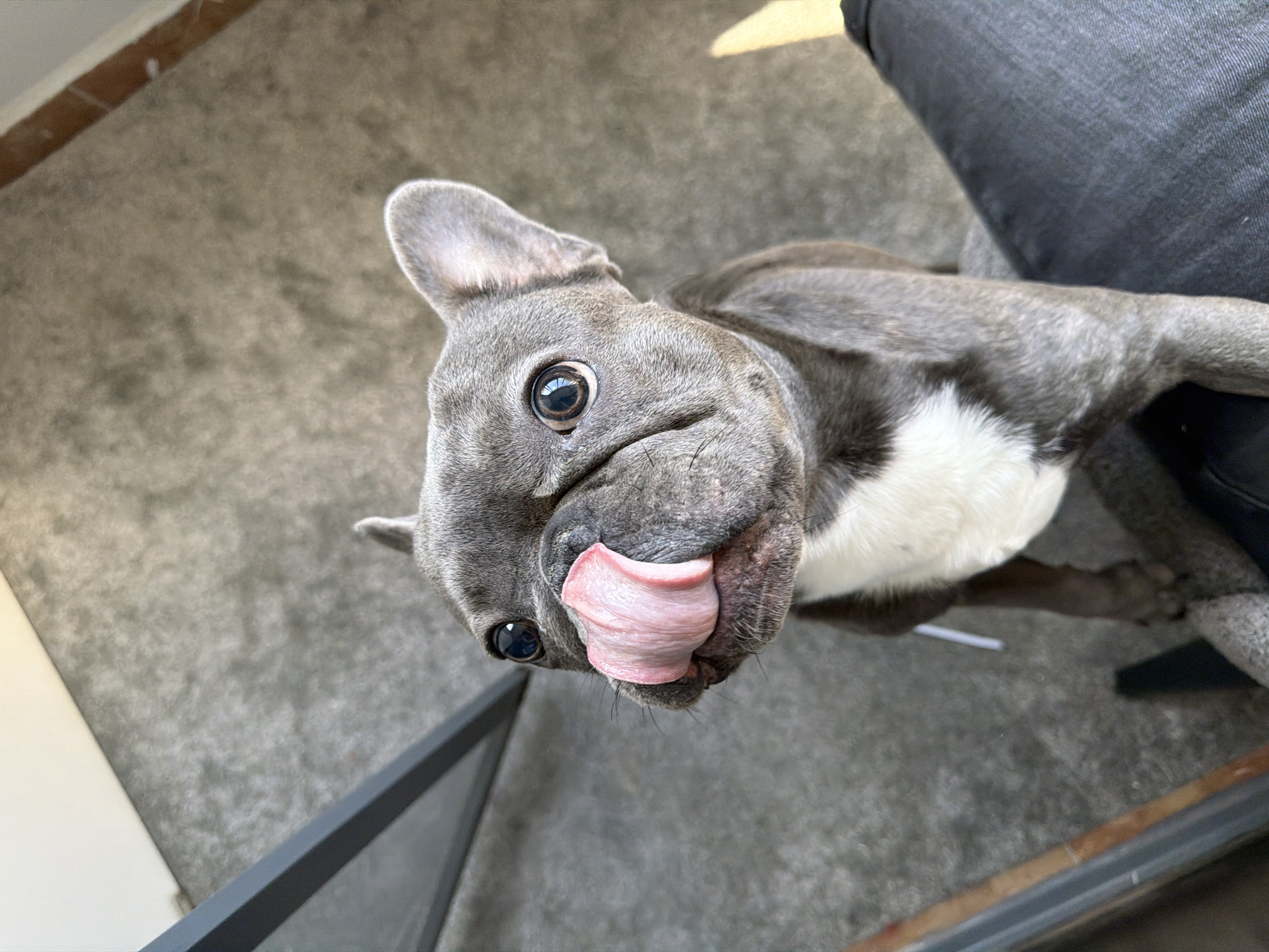 A gray French bulldog with a white chest is standing on a gray carpeted floor, looking up at the camera with its pink tongue sticking out. The dog's eyes are large and dark brown. To the left of the dog, a portion of a gray metal table leg is visible. To the right of the dog, a person's dark gray pants are visible. The scene appears to be indoors, possibly in a home or commercial space. The lighting suggests natural light coming from a window. The image is focused on the dog's face and upper body.