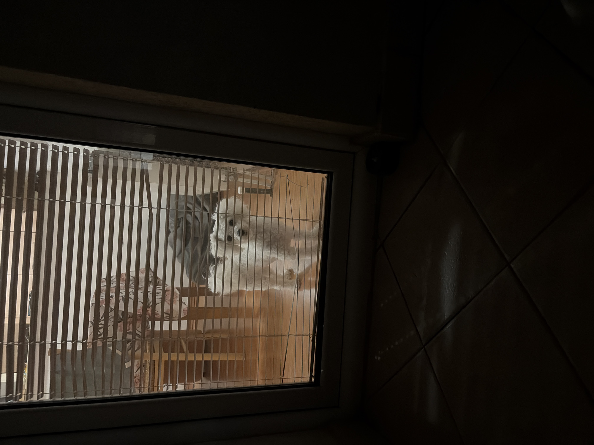 The image shows a window with blinds, looking into what appears to be a room. Through the blinds, a white dog, likely a Bichon Frise or similar breed, is visible. The dog is standing on what seems to be a wooden platform, possibly part of a dog crate or a multi-level enclosure. In the background, there are hints of wooden furniture or structures, and some fabric, possibly clothing or bedding. The lighting suggests it might be evening or night, with artificial light from inside the room. The scene is dimly lit, creating a somewhat shadowed atmosphere. The camera appears to be positioned outside the window, looking in. The wall to the right of the window is tiled with square, brown tiles. The overall impression is a glimpse into an indoor domestic setting.
