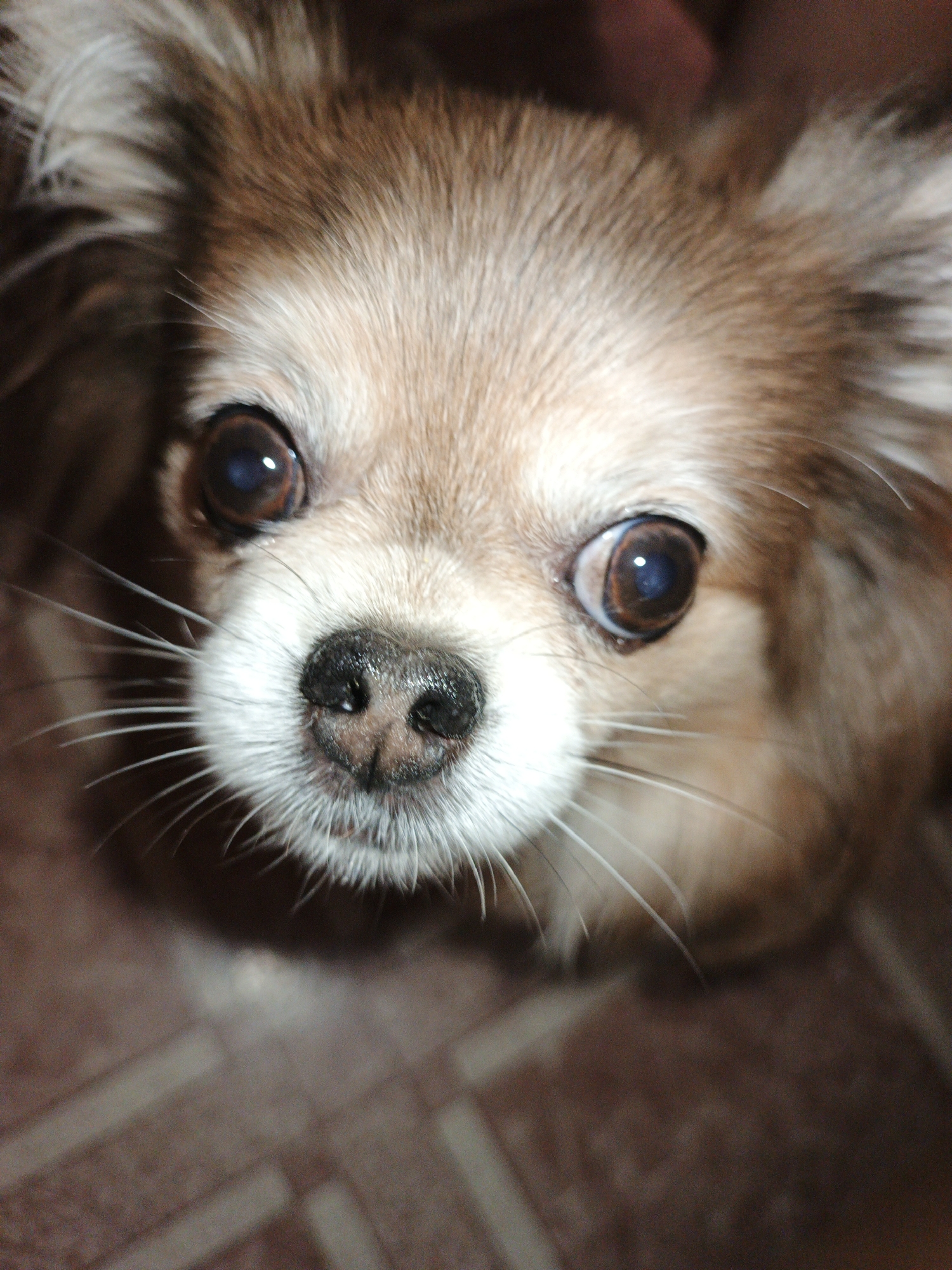 The image is a close-up, high-angle, eye-level shot of a small, long-haired dog, likely a Chihuahua, with light brown and white fur. The dog's face fills most of the frame, with its large, dark eyes looking directly at the camera. Its nose is black and wet, with prominent white whiskers fanning out from its muzzle. The background is out of focus, showing a reddish-brown, tiled surface that appears to be flooring. There are no people visible in the image, and no specific location in Medvedyovka, Russia can be identified from the visual information provided. The lighting suggests an indoor environment.