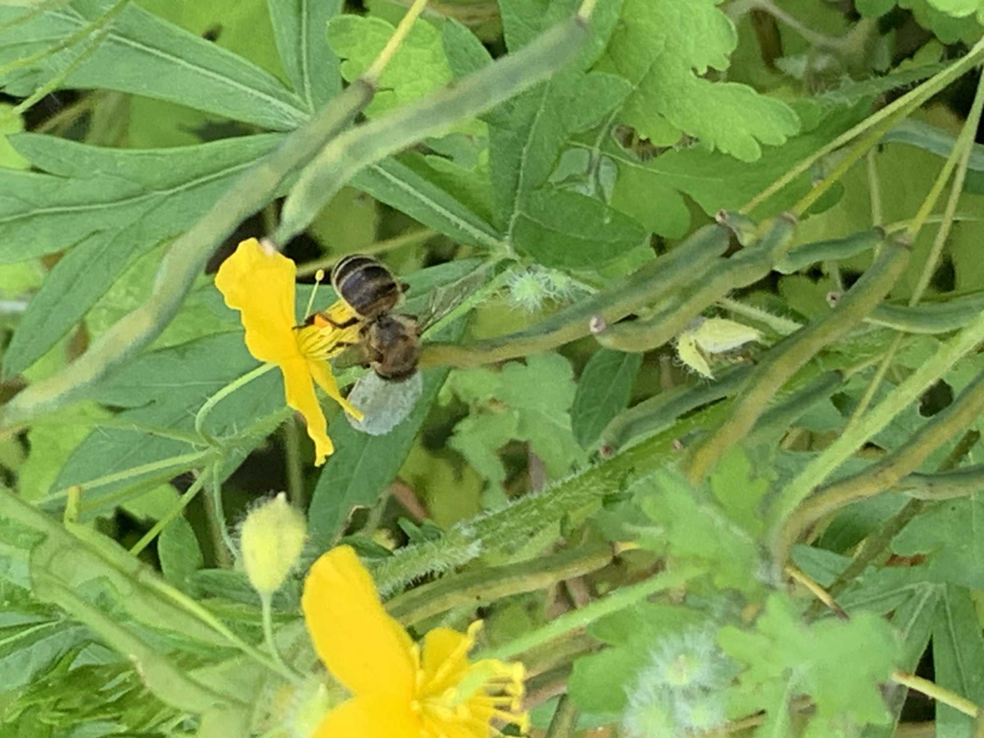 A close-up, eye-level shot captures a bee on a bright yellow flower surrounded by green foliage. The bee, dark with yellow stripes, is positioned on the flower's petals, appearing to collect nectar. In the background, several seed pods hang from thin stalks amidst the greenery. The lighting suggests an outdoor, daytime scene. The location of Ustinovka, Russia, is not discernible from the image.
