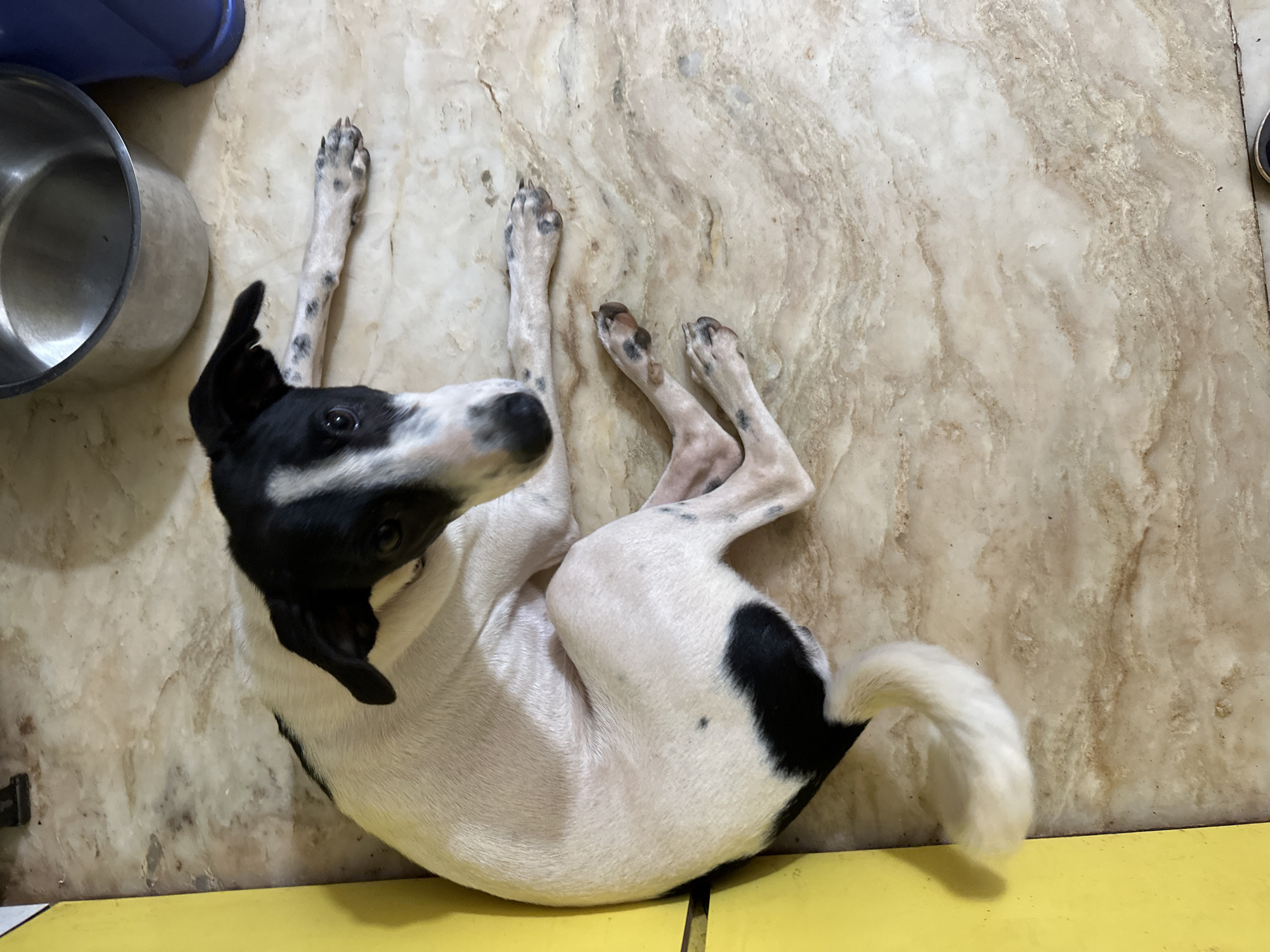 A black and white dog with black ears and a white tail is lying on a light brown and cream tiled floor. The dog is curled up with its head turned towards the camera, and its front paws are extended. A large silver bowl and a blue object are visible in the background. The scene appears to be indoors.