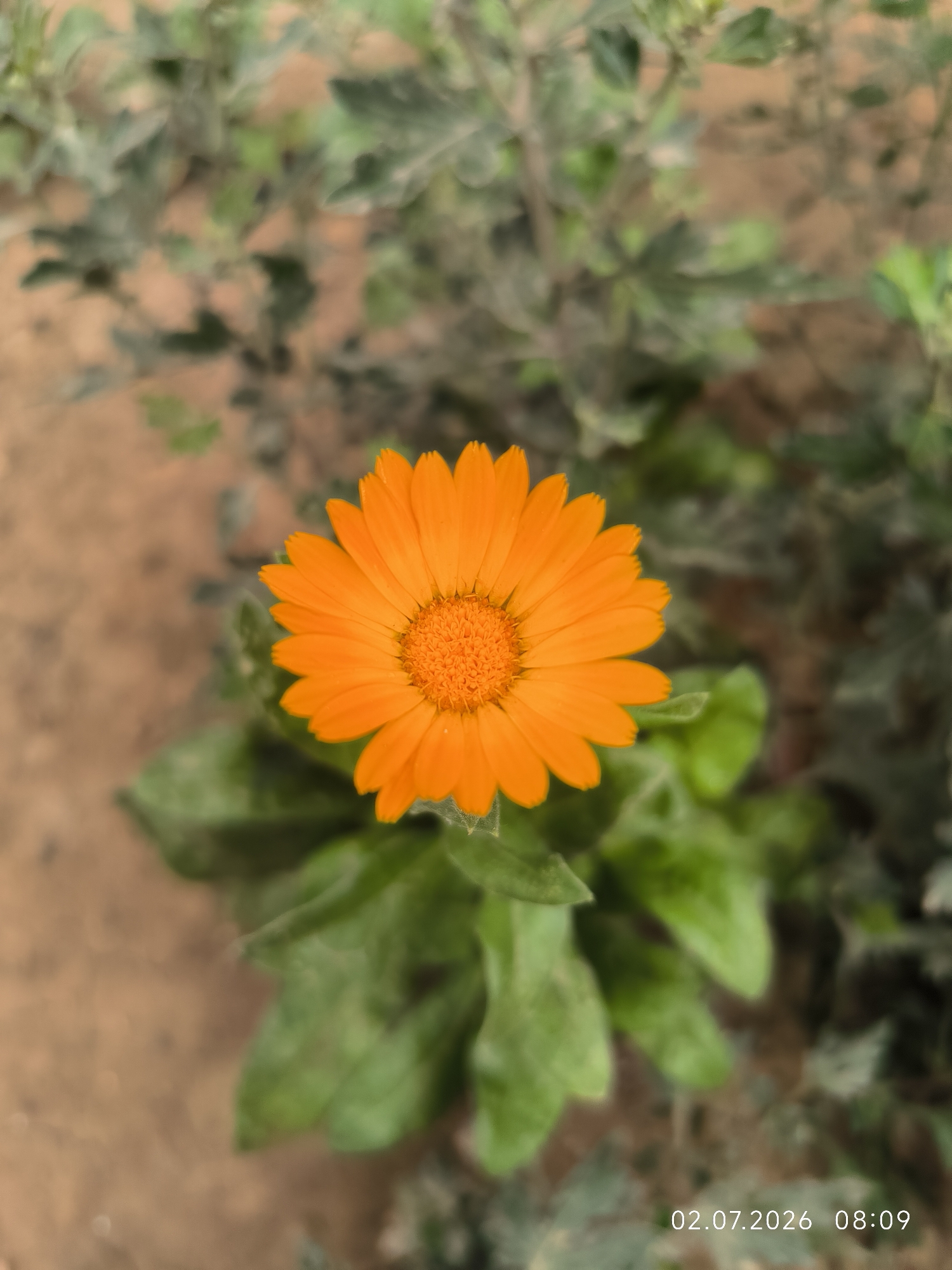A close-up, high-angle shot captures a vibrant orange calendula flower in bloom, its petals unfurling from a textured, darker orange center. The flower is positioned slightly to the left of the frame, surrounded by lush green leaves that show some signs of dust or a dry, slightly fuzzy texture. The background is softly blurred, revealing muted green foliage and earthy brown soil, suggesting an outdoor setting. In the bottom right corner of the image, a date and time stamp reads "02.07.2026 08:09". The scene is static, with no visible human activity or interaction. The environment is natural, likely a garden or a naturalized area within Kattasu, Uzbekistan.