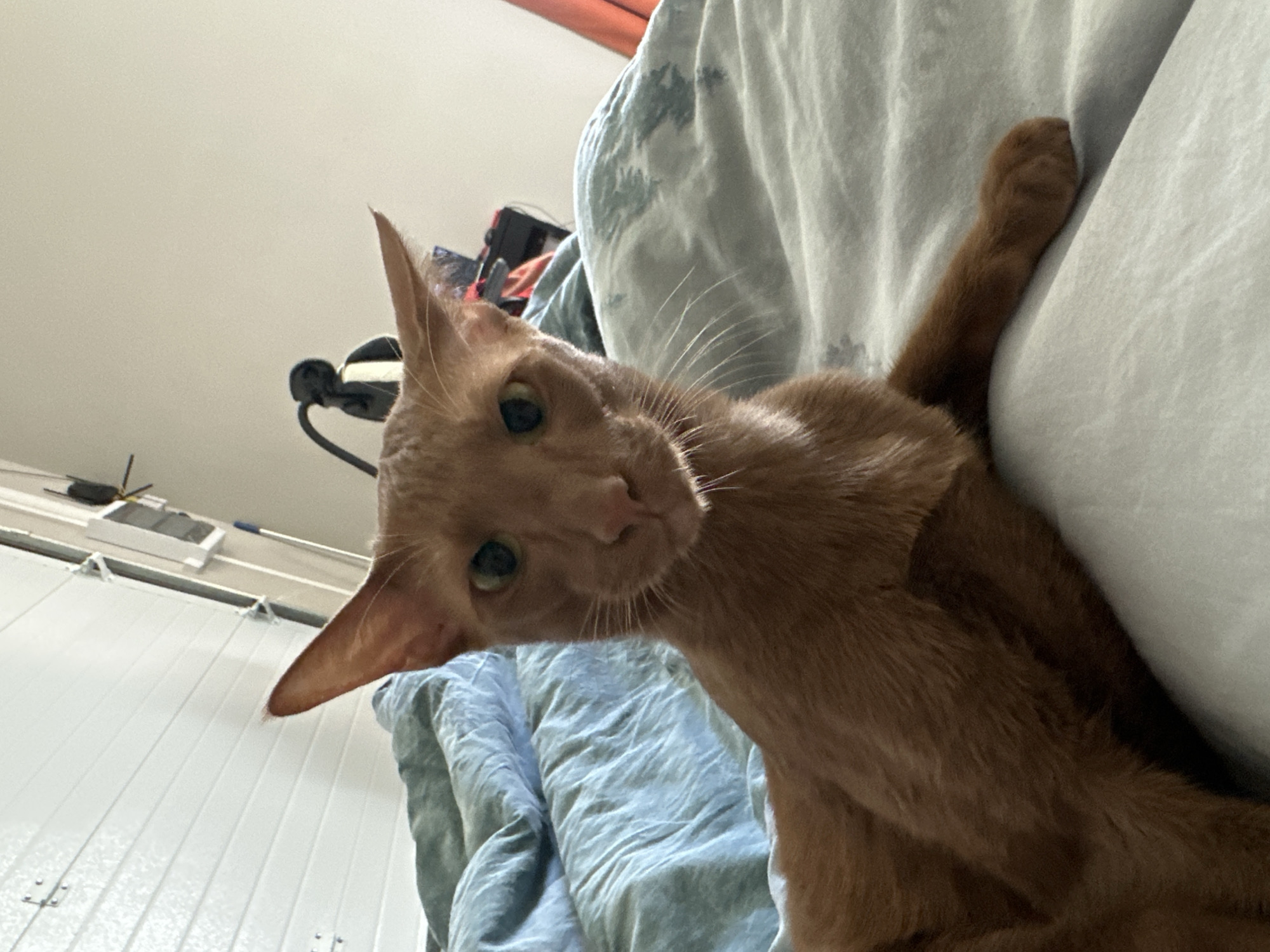 A ginger-colored cat with large ears lies on a bed covered with rumpled blue and gray linens. The cat is looking directly at the camera with its head slightly tilted. The background shows a white, ribbed wall and a portion of a doorway with an orange curtain. The scene is indoors, likely a bedroom. The cat's fur is short and smooth. The lighting suggests it is daytime. There are no people or any other animals visible in the image. There is no information about the location in Konstantínovo, Russia that can be inferred from the image.