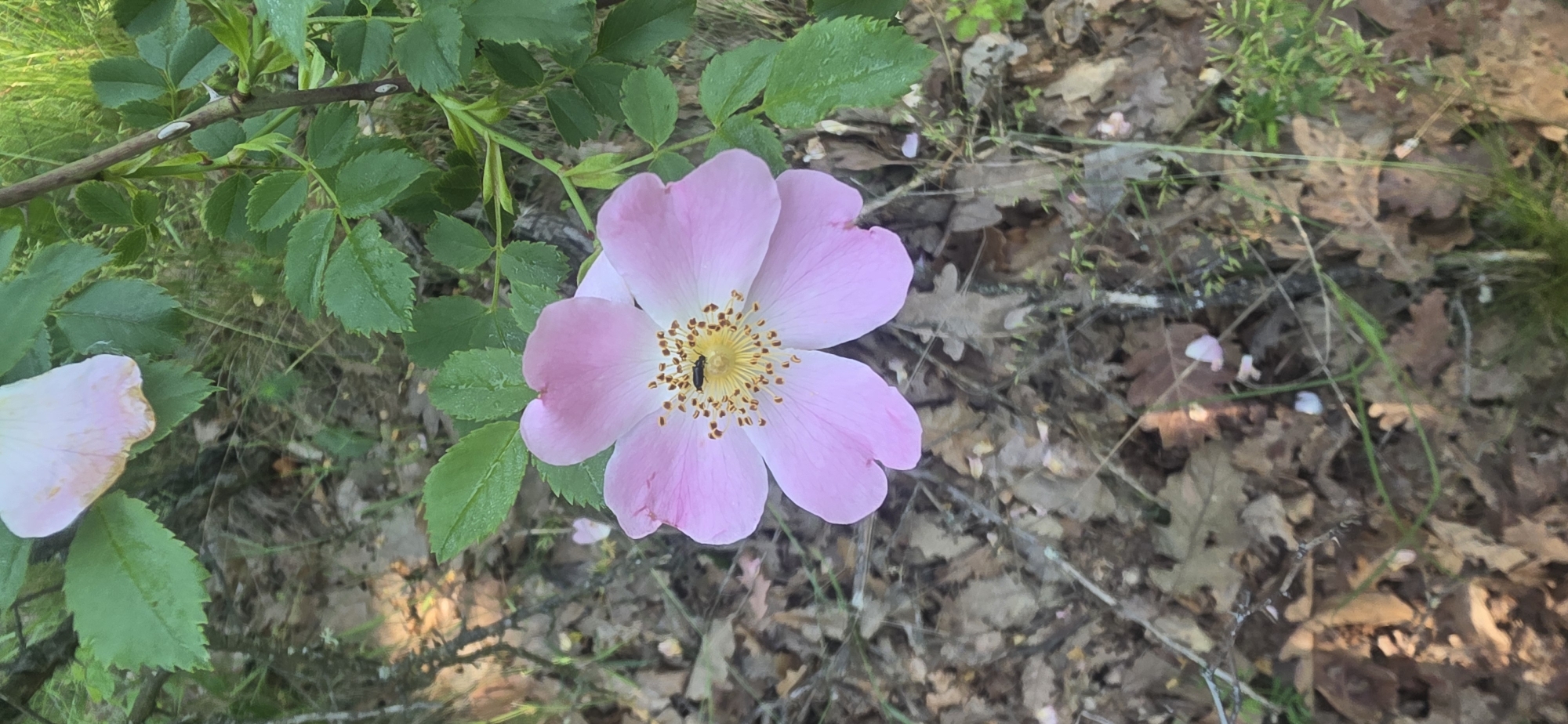 The image displays a single, five-petaled wild rose flower, light pink in color with a prominent yellow center, located in the city of Esen, Bulgaria. A small, dark-bodied insect rests on the yellow anthers and pistil of the central flower. Green rose leaves, some with visible water droplets, and a thorny stem are present above and to the right of the main flower. A partial, lighter pink petal is visible in the upper left section. The ground beneath the flower is covered with an accumulation of dried brown leaves, twigs, and sparse green ground cover. The scene is outdoors under natural lighting.