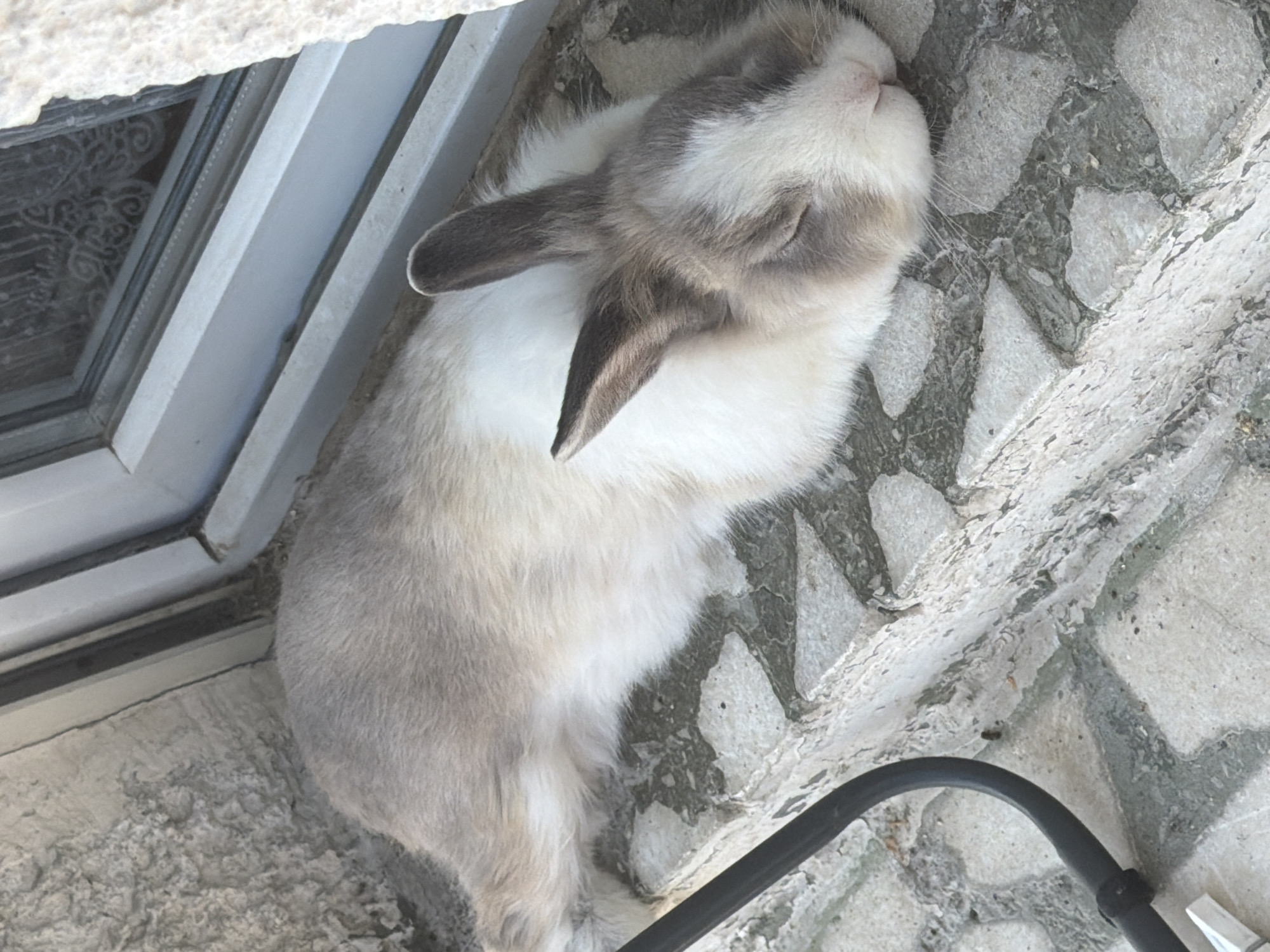 A light brown and white rabbit is sleeping on a textured stone surface next to a window frame. The rabbit is lying on its side, with its eyes closed and ears relaxed. The stone surface appears to be part of an outdoor pathway or patio. The window frame is light gray and has a slightly textured surface. The background shows a wall with a rough, textured finish and a pane of glass with a decorative pattern. The scene suggests a peaceful moment of rest for the rabbit in an urban outdoor setting, possibly in Pazardzhik, Bulgaria, given the architectural style of the stonework and window frame.