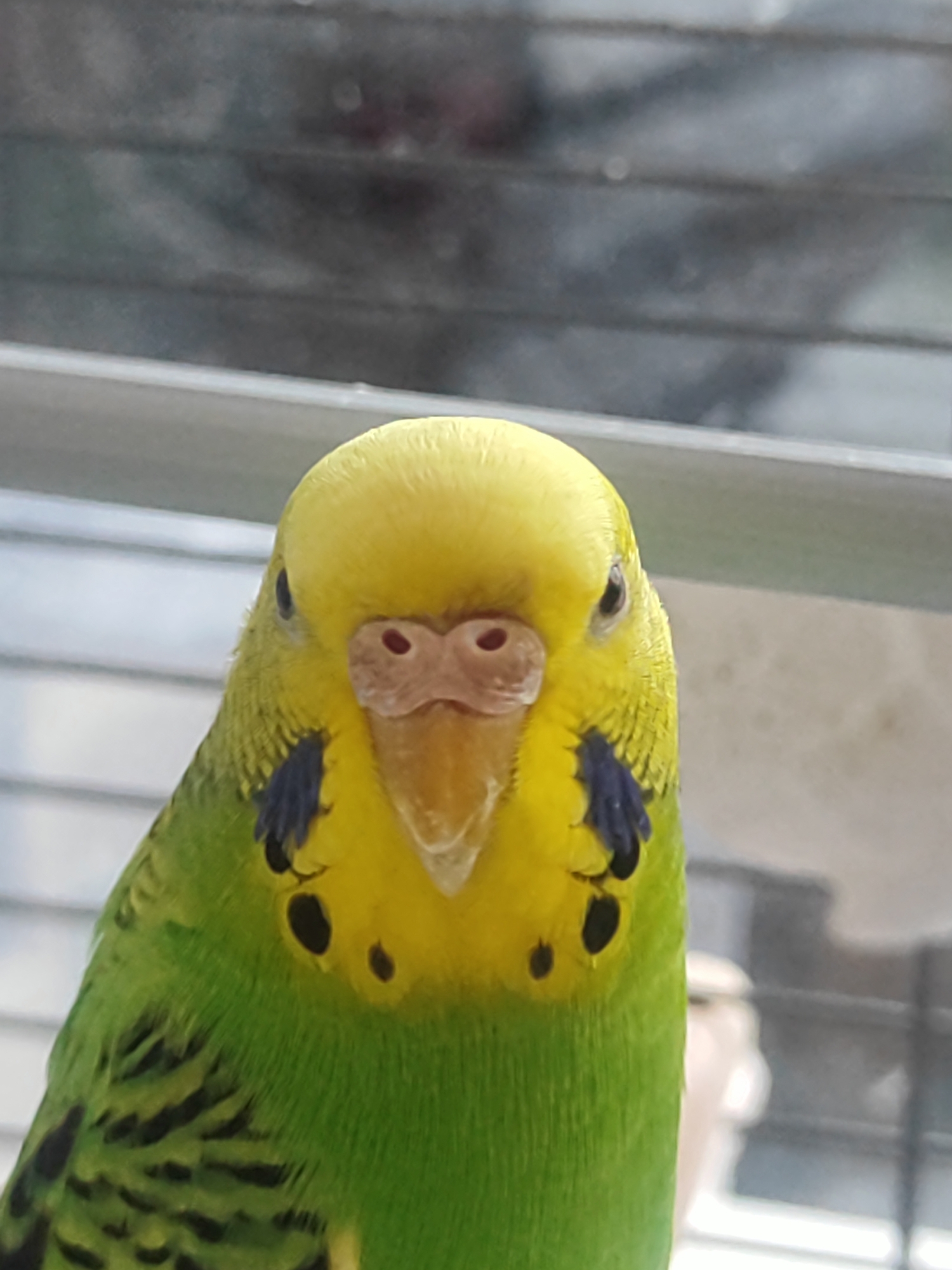 A close-up, head-on shot of a budgerigar bird with bright yellow plumage on its head and neck, transitioning to green on its body. The bird has black markings around its eyes and on its wings. Its beak is pale yellow, and its nostrils are pink. The background consists of horizontal gray blinds and a blurred cage structure. The scene is indoors, but its specific location within the city of Voronezh, Russia, cannot be determined from the image.