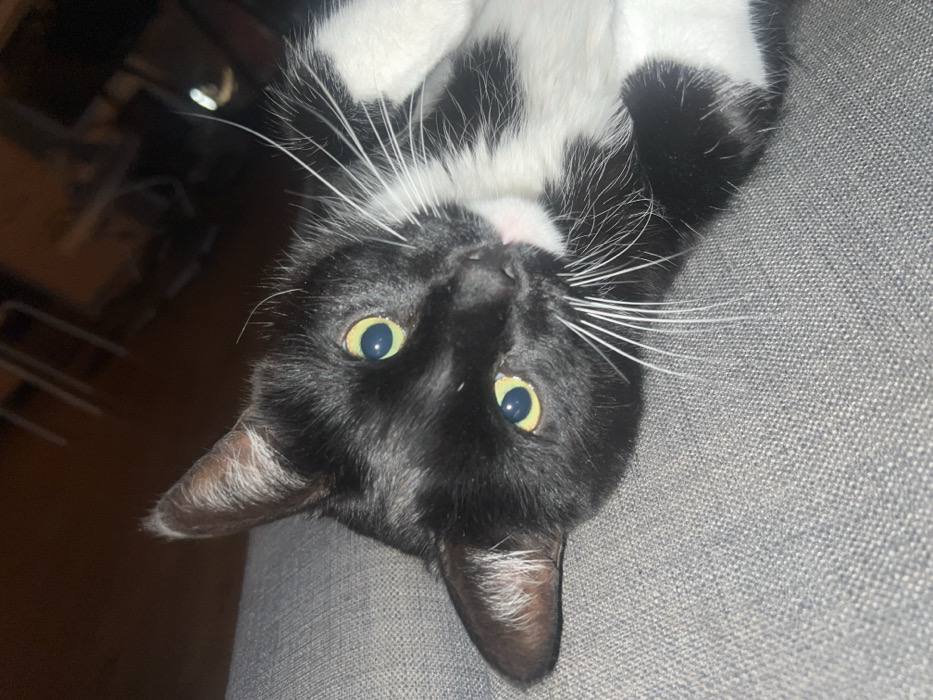 The image depicts a black and white tuxedo cat lying on its back or side on a grey upholstered surface in an indoor setting within an unspecified location in Unknown, Unknown. The cat, the sole subject, has predominantly black fur on its head, ears, and upper body, contrasted with white fur on its chin, chest, paws, and belly. Its eyes are large, with yellow-green irises and small, circular black pupils, fixated directly forward towards the camera. White whiskers project from its snout, which features a small pink nose. The cat's head is slightly tilted, giving an appearance of direct engagement. The grey surface it rests upon exhibits a visible fabric texture. The background is dimly lit and out of focus, revealing indistinct shapes of furniture, possibly chair legs or a table, and a small reflective point in the upper right quadrant. No human subjects are visible.