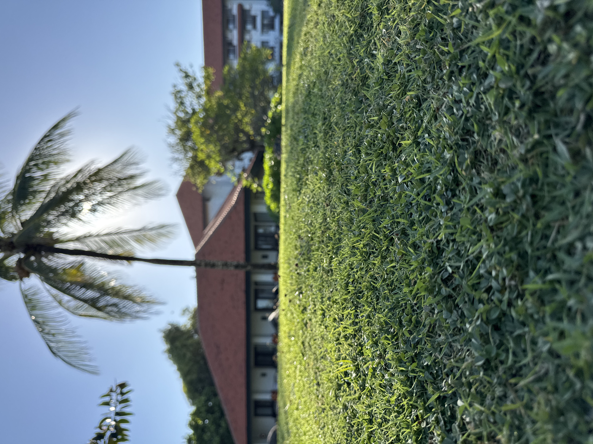 The image shows a close-up view of a grassy lawn in Kuta Selatan, Indonesia. Beyond the grass is a blurred view of a building with a red-tiled roof and a multi-story structure in the background. A palm tree is visible on the left side of the image against a clear blue sky. The sun appears to be shining brightly, creating a slightly overexposed effect around the palm fronds.