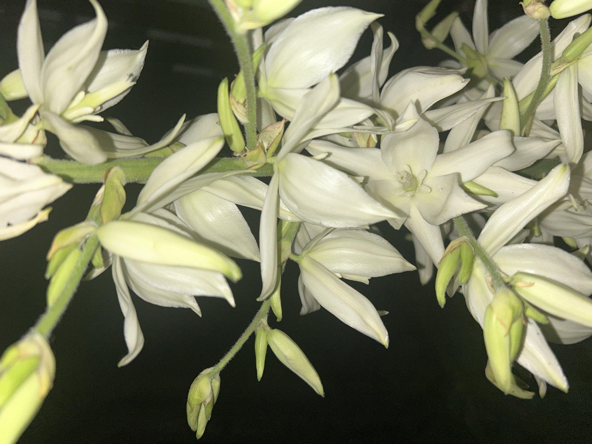 A close-up, low-angle shot focuses on a cluster of white yucca flowers against a dark, out-of-focus background. The flowers are in various stages of bloom, with some fully open and others still in bud. The petals are delicate and elongated, with some showing a slight yellow tinge. The stems and sepals are a vibrant green, with a fuzzy texture. The overall impression is one of natural beauty and delicate elegance. The scene is likely in Dinskaya, Russia, a region known for its agricultural lands and natural landscapes.