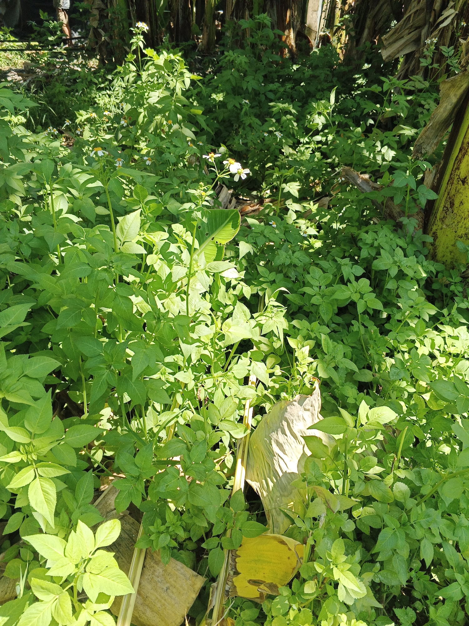 The image shows a dense patch of vegetation in an outdoor setting, likely a garden or unkempt area. The primary subjects are various green plants and a few small white flowers with yellow centers. There are also fallen, dried leaves, some of which are yellow and brown. In the background, the trunks of banana trees are visible, suggesting a tropical or subtropical climate. A person is partially visible in the upper left corner, out of focus and indistinct. The lighting suggests it is daytime, with sunlight filtering through the foliage, creating dappled shadows. The overall scene is one of natural overgrowth and a humid, possibly rural environment. This scene could be located in Tambak Kemerakan, Indonesia, given the presence of banana trees and the lush vegetation.