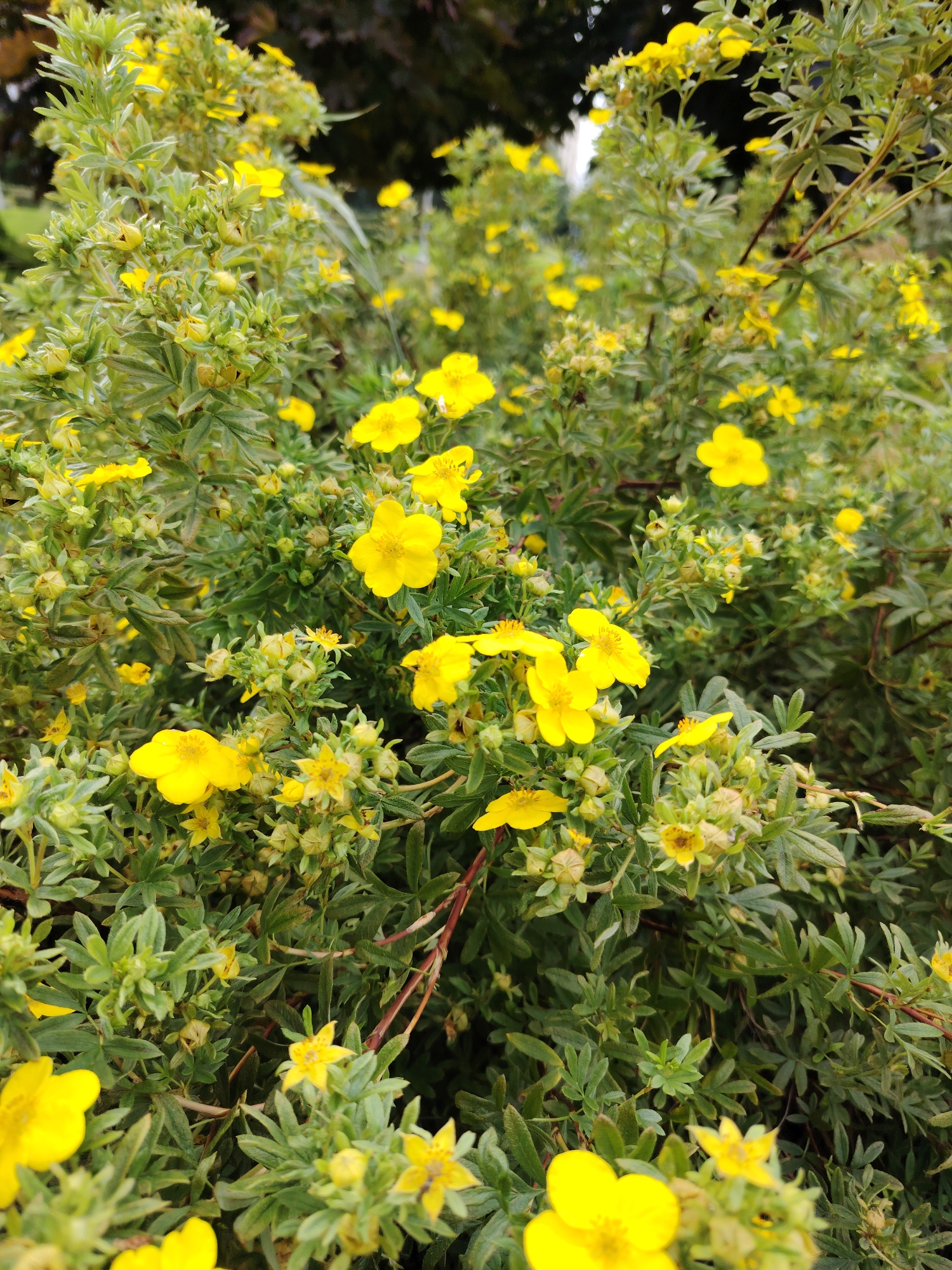 The image displays a close-up view of a shrub densely covered with small, bright yellow flowers. The flowers have five petals and a dark center. The foliage is a vibrant green with serrated leaves. Some flower buds are also visible, appearing as small, round, green structures. The overall impression is of a healthy, blooming plant in an outdoor setting. The background is softly blurred, suggesting a shallow depth of field, with hints of darker foliage and possibly some indistinct structures, implying a garden or park environment. The image was taken in Zelenograd, Russia, and captures a common sight of nature within the city.
