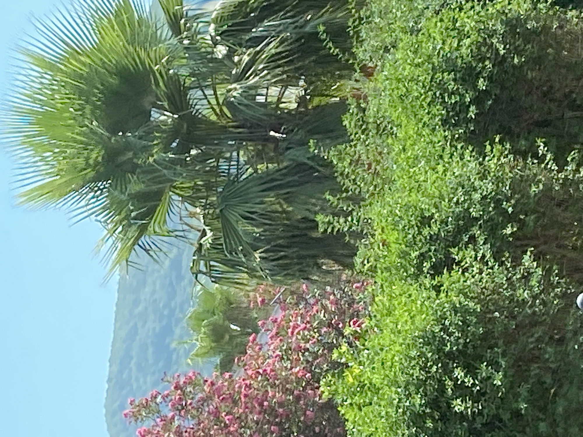 The image depicts a lush, green natural environment with a clear blue sky overhead. In the foreground, a dense hedge of vibrant green bushes forms a natural barrier. Behind the hedge, a bush with numerous small pink flowers is visible, adding a splash of color to the scene. Dominating the mid-ground are several palm trees with their characteristic fronds, some of which are broad and fan-like, while others have more elongated, drooping leaves. In the background, a gently sloping hill covered in greenery recedes into the distance. The overall impression is one of a sunny, outdoor setting, likely in a Mediterranean climate, possibly in Budva, Montenegro, given the presence of palm trees and the hilly terrain.