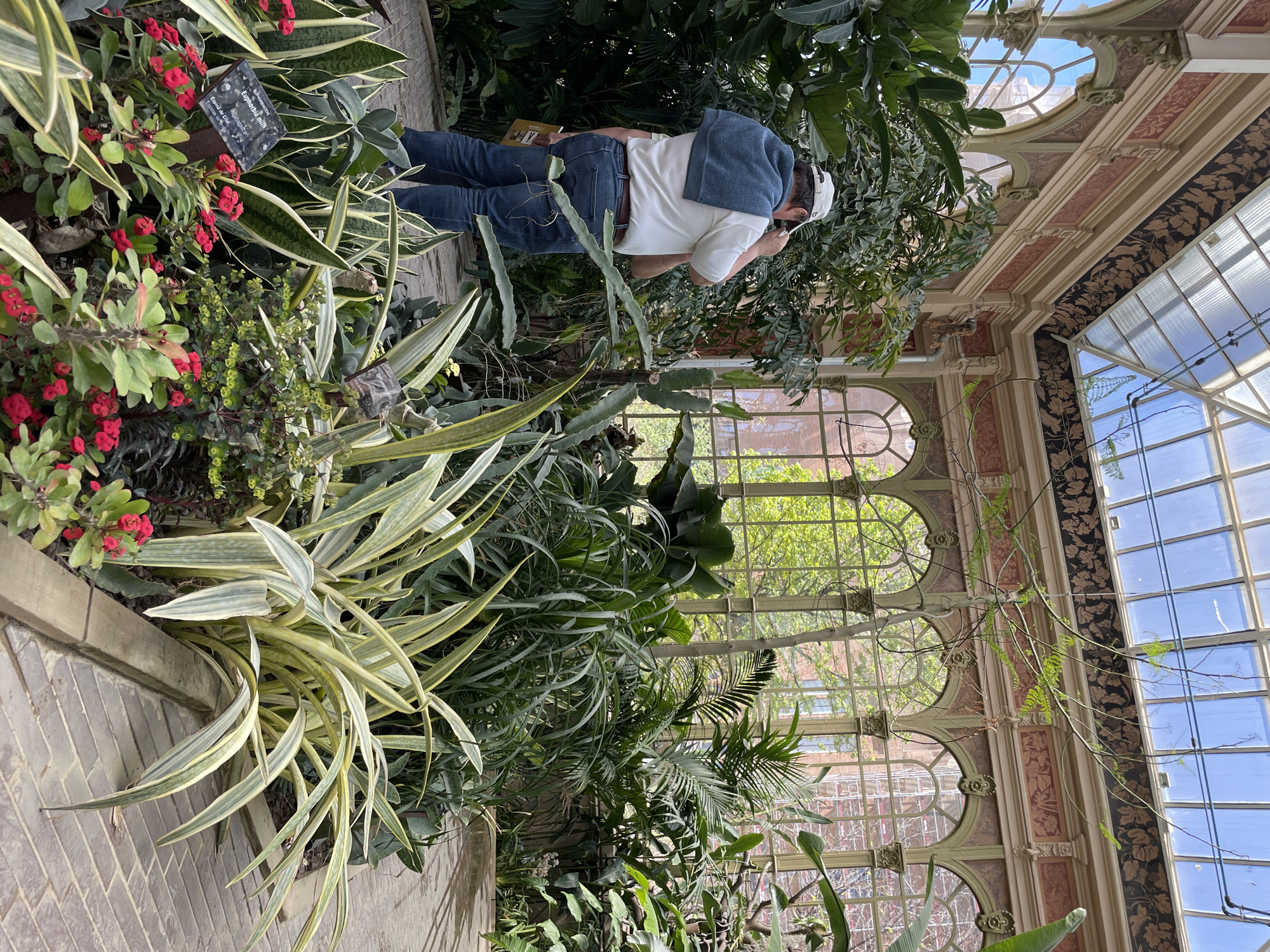 The scene is indoors, a botanical greenhouse with a man examining plants. The man wears a white shirt, blue jeans, a blue sweater over his shoulders, and a white baseball cap. He is holding what appears to be a guidebook in one hand and his phone in the other, possibly taking a photo or making a call. The greenhouse has a classic design with arched windows, decorated walls, and a high glass ceiling allowing ample sunlight to illuminate the lush vegetation. The foreground is filled with a variety of plants, including snake plants with variegated leaves and a thorny plant with red flowers. The building's architecture and plant life suggest it may be located in the city of Barcelona, Spain, more specifically the Hivernacle at Parc de la Ciutadella.
