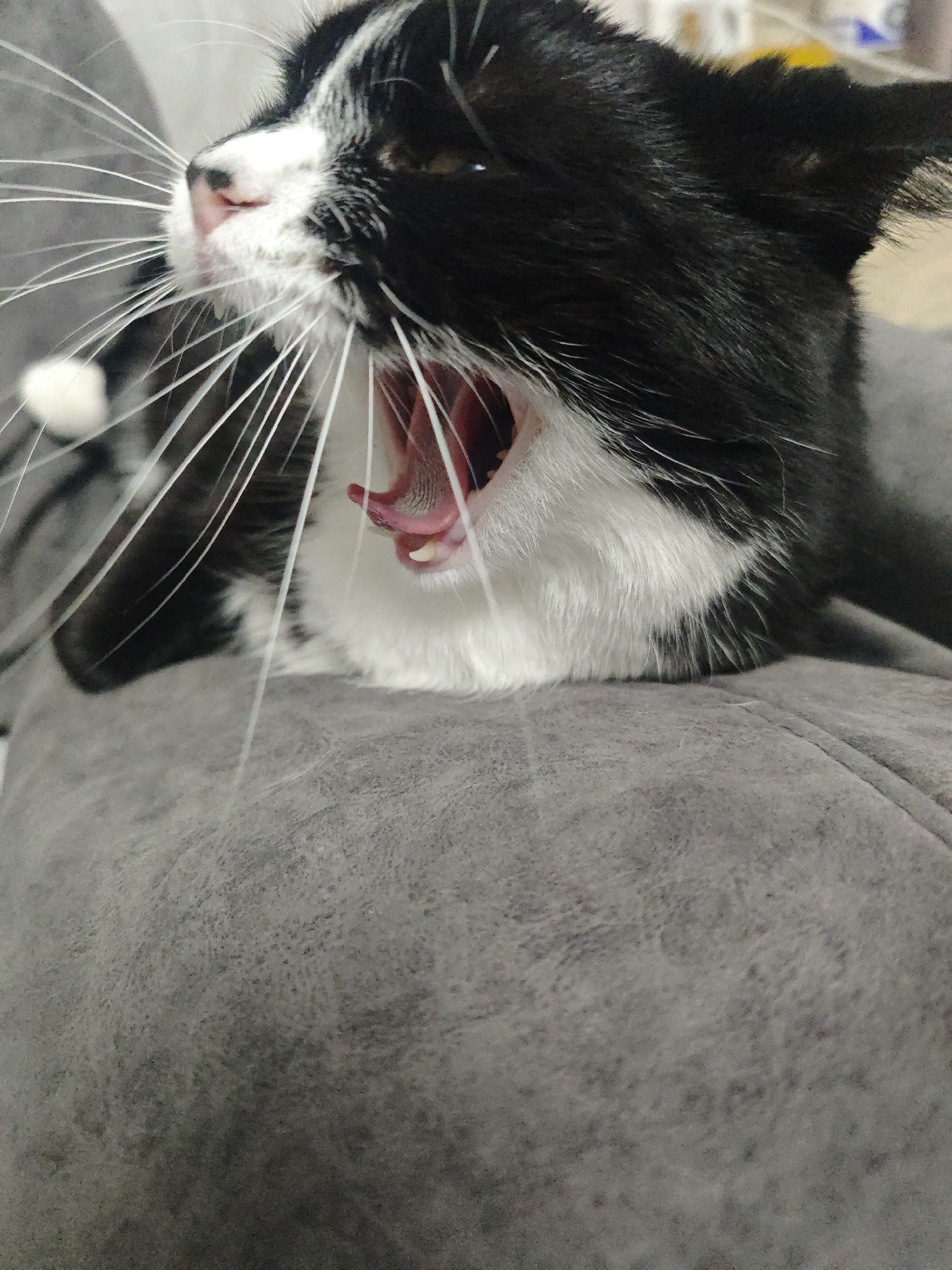 A close-up, eye-level shot shows a black and white tuxedo cat yawning on a gray fabric surface, likely a couch or bed. The cat's mouth is wide open, revealing its pink tongue, gums, and small, sharp teeth. Long, white whiskers fan out from its nose, and its pink nose is visible. The cat's fur is black on its head and upper body, with a white chest and chin. The background is out of focus, with some faint yellow and blue shapes suggesting it is indoors. The lighting is bright, casting shadows and highlighting the texture of the cat's fur and the fabric.