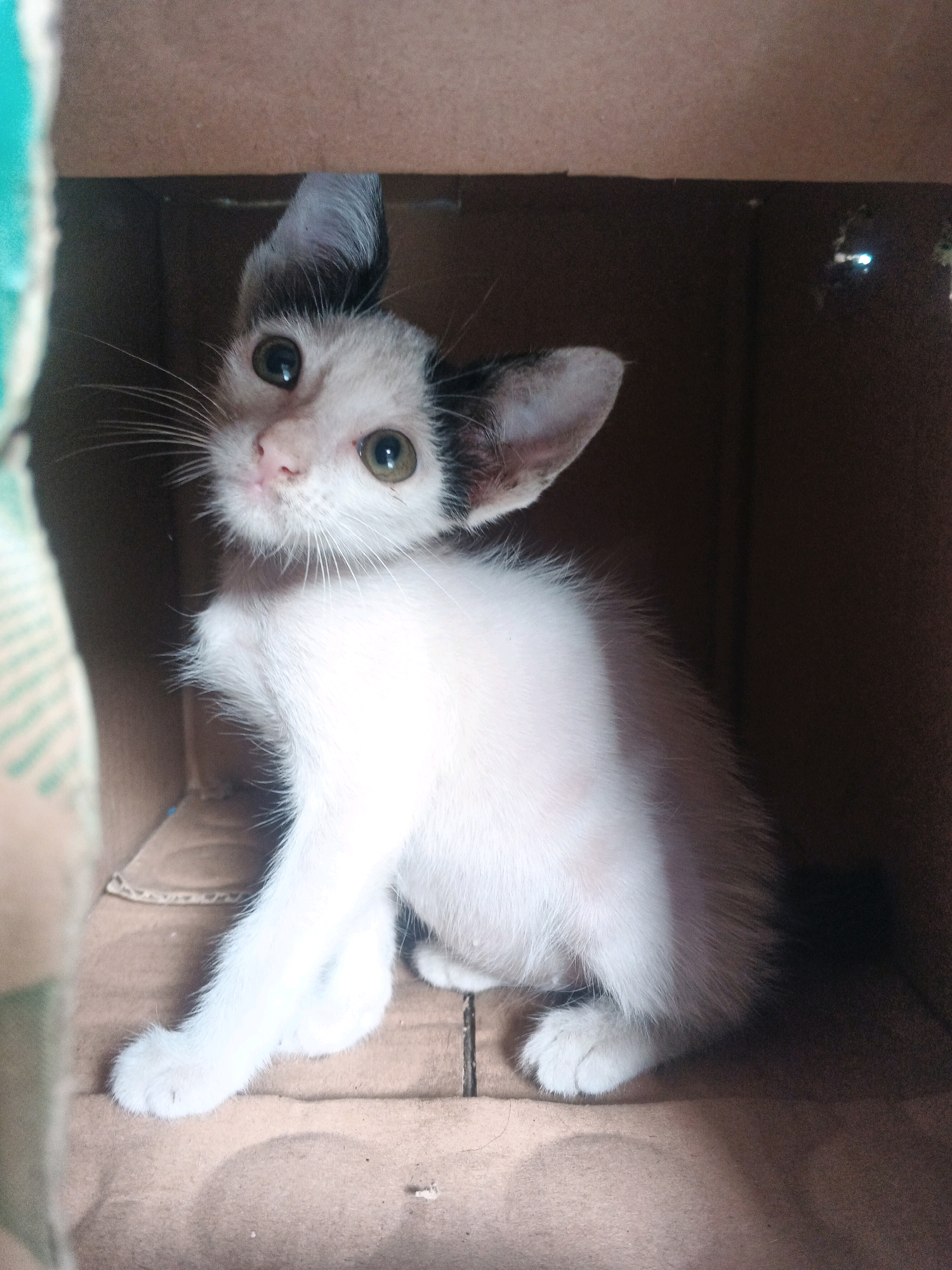 A close-up, medium-shot, eye-level photo shows a black and white kitten peering out of a cardboard box. The kitten is in the center of the frame, with its head tilted to the left. Its large, green eyes are wide open and looking directly at the camera. Its ears are perked up and facing forward. The kitten's nose is pink, and its mouth is slightly open. Its fur is predominantly white with black markings on its ears and a black tail. The kitten is sitting inside a brown cardboard box. The background is dark and out of focus, with some hints of the box's interior visible. The lighting is dim, creating a dramatic effect. The overall impression is one of curiosity and innocence. There is no information about the city of Kadu, Indonesia being relevant to this image.