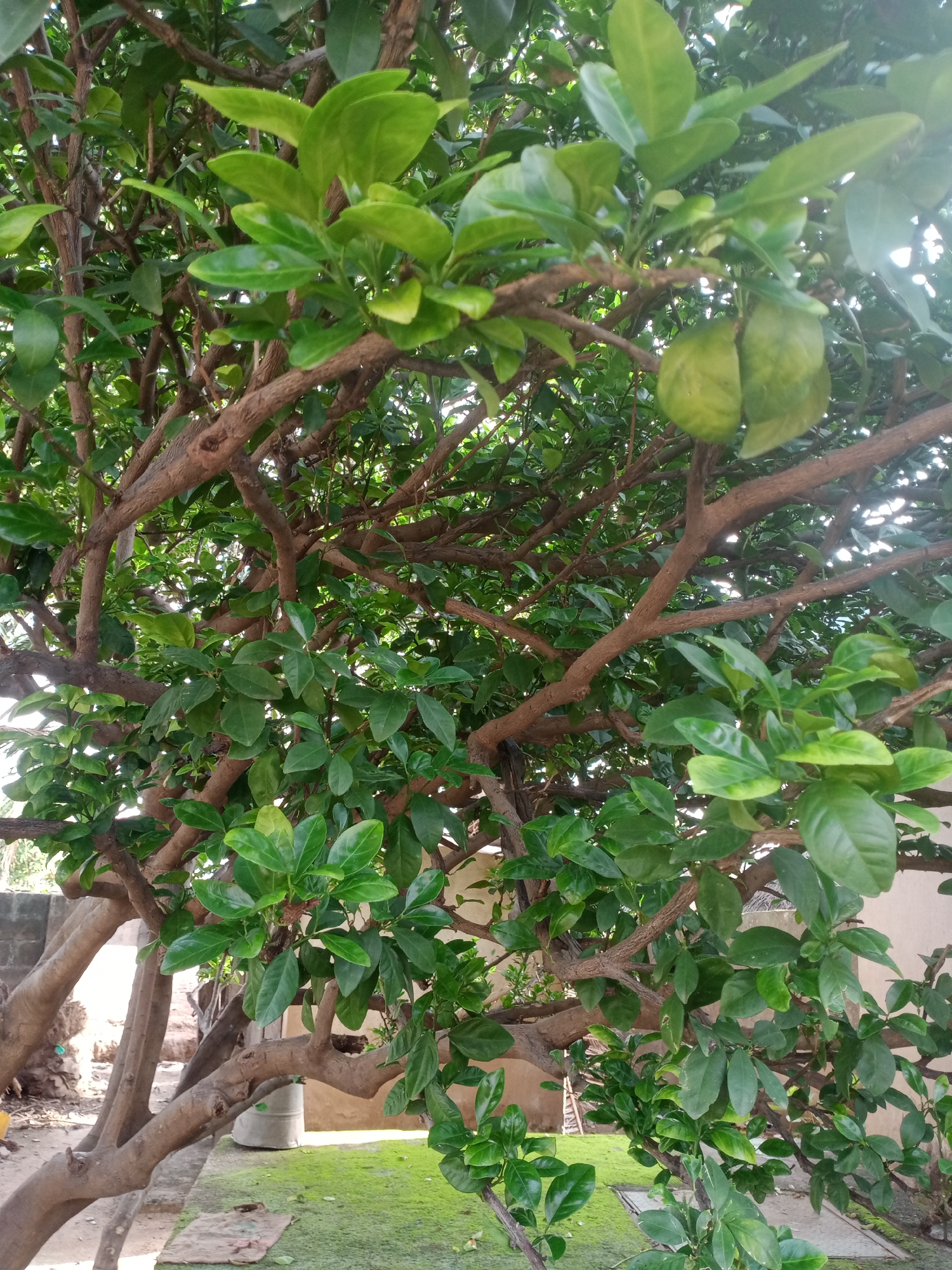 The image shows a close-up view of a tree with green leaves and brown branches. A single, greenish fruit is visible on the upper right side of the tree. The tree appears to be outdoors, with a building and some greenery in the background. The lighting suggests it is daytime, with some sunlight filtering through the leaves. The overall scene is natural and undeveloped, suggesting a residential or garden area.