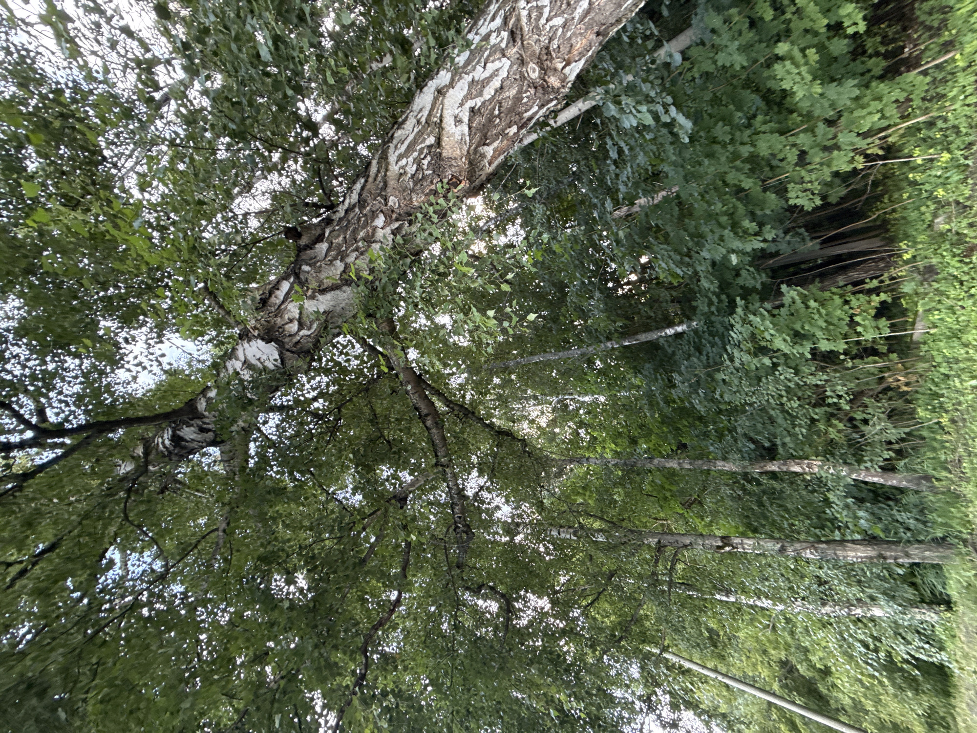 The image shows a forest scene with a prominent birch tree in the foreground, its trunk displaying characteristic white and black bark and reaching upwards into a canopy of green leaves. Several other birch trees with similar bark are visible behind the main tree, interspersed with dense green foliage. The ground is covered in grass and some smaller plants. The overall impression is of a natural woodland area. No people or specific landmarks are visible that would indicate a precise location within Tallinn, Estonia. The lighting suggests it is daytime.
