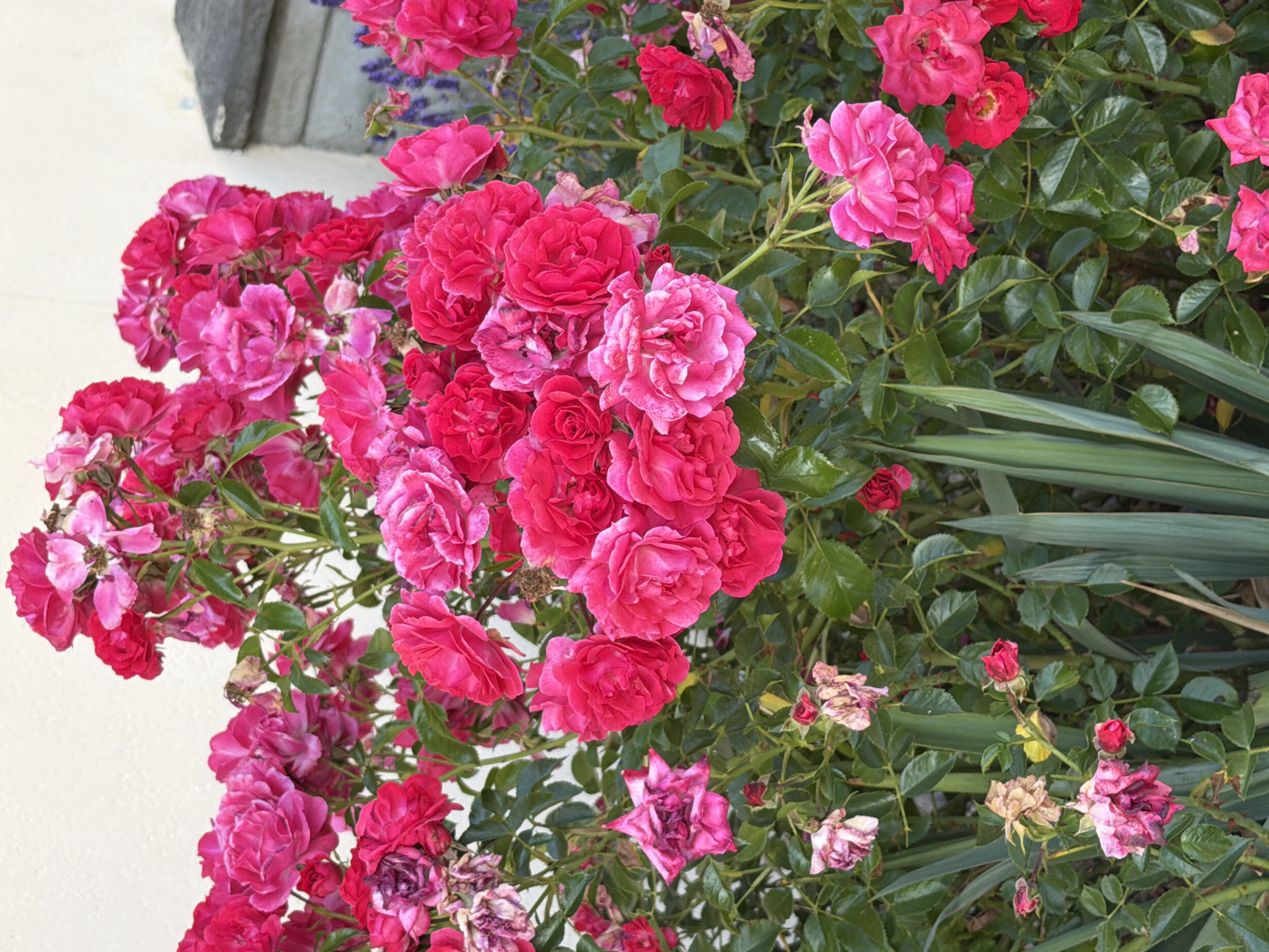 A close-up, eye-level, outdoor shot shows a dense cluster of vibrant pink roses in bloom, filling the frame. The roses range in color from deep fuchsia to lighter pinks, with some appearing slightly wilted or dried. Lush green foliage surrounds the flowers. In the background, a pale, textured wall is visible, and to the right, a portion of a grey stone structure and some out-of-focus purple flowers can be seen. The lighting suggests it is daytime.