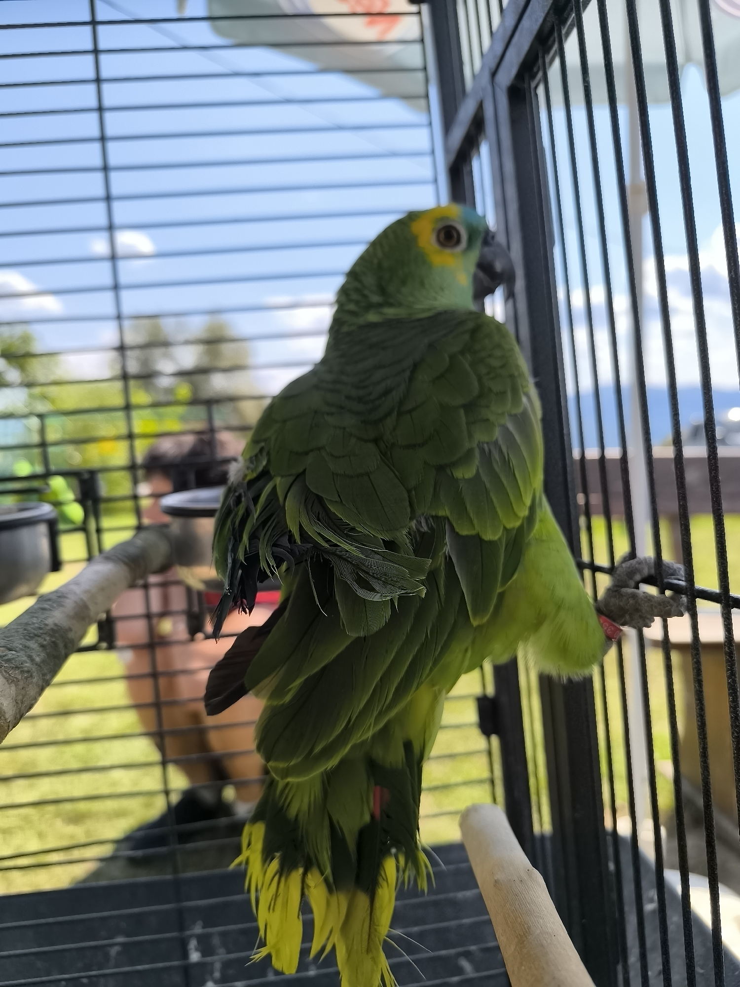 A green parrot with yellow tail feathers stands inside a black metal cage. The parrot is facing away from the camera, with its head turned to the side. A person with dark hair is visible through the cage bars in the background, which appears to be a grassy area. The image was taken outside on a sunny day. The location is identified as Dabnitsa, Bulgaria.