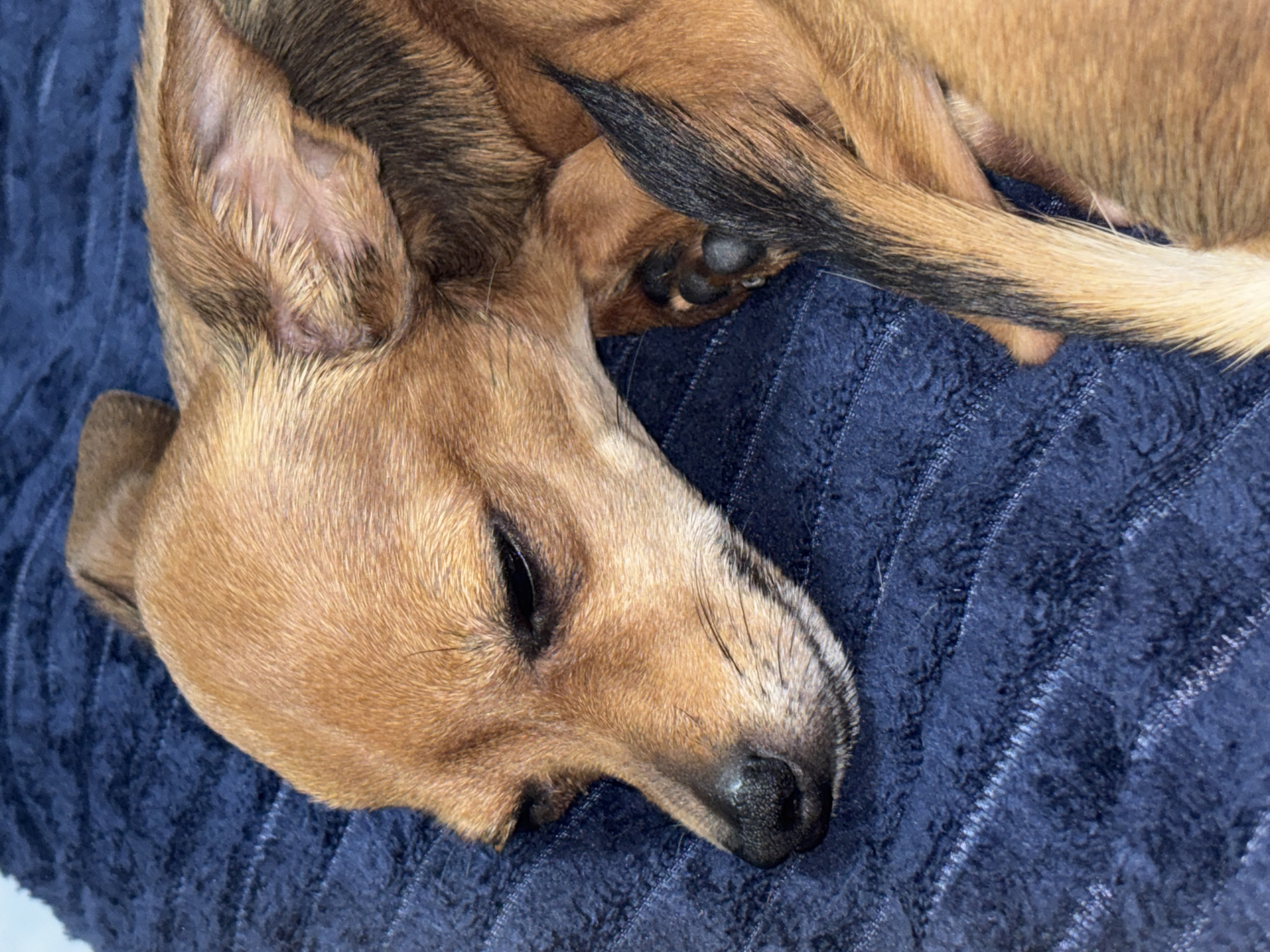 An overhead close-up shot captures a light brown dog curled up and sleeping peacefully on a deep blue, textured blanket. The dog's head is resting, with its eyes gently closed, indicating a state of deep relaxation. Its nose is black and slightly wet.
The dog's fur is primarily a warm, light brown or tan color, with darker brown or black markings on its ears, along its back, and on its tail. One ear is clearly visible, showing the fine, light-colored hairs on the inside. The dog's tail, tipped with darker fur that fades into the lighter brown, is curled around its body. Visible paw pads are black, suggesting it's curled tightly.
The blanket provides a soft, inviting surface, characterized by its plush texture and quilted or patterned lines that create a subtle diagonal design across the fabric. The overall scene conveys a sense of warmth, comfort, and tranquility. There is no visible text in the image. While the location context is Chaikovsky, Russia, the image itself does not contain any specific visual cues to indicate this location, showing only the dog and blanket in what appears to be an indoor setting.