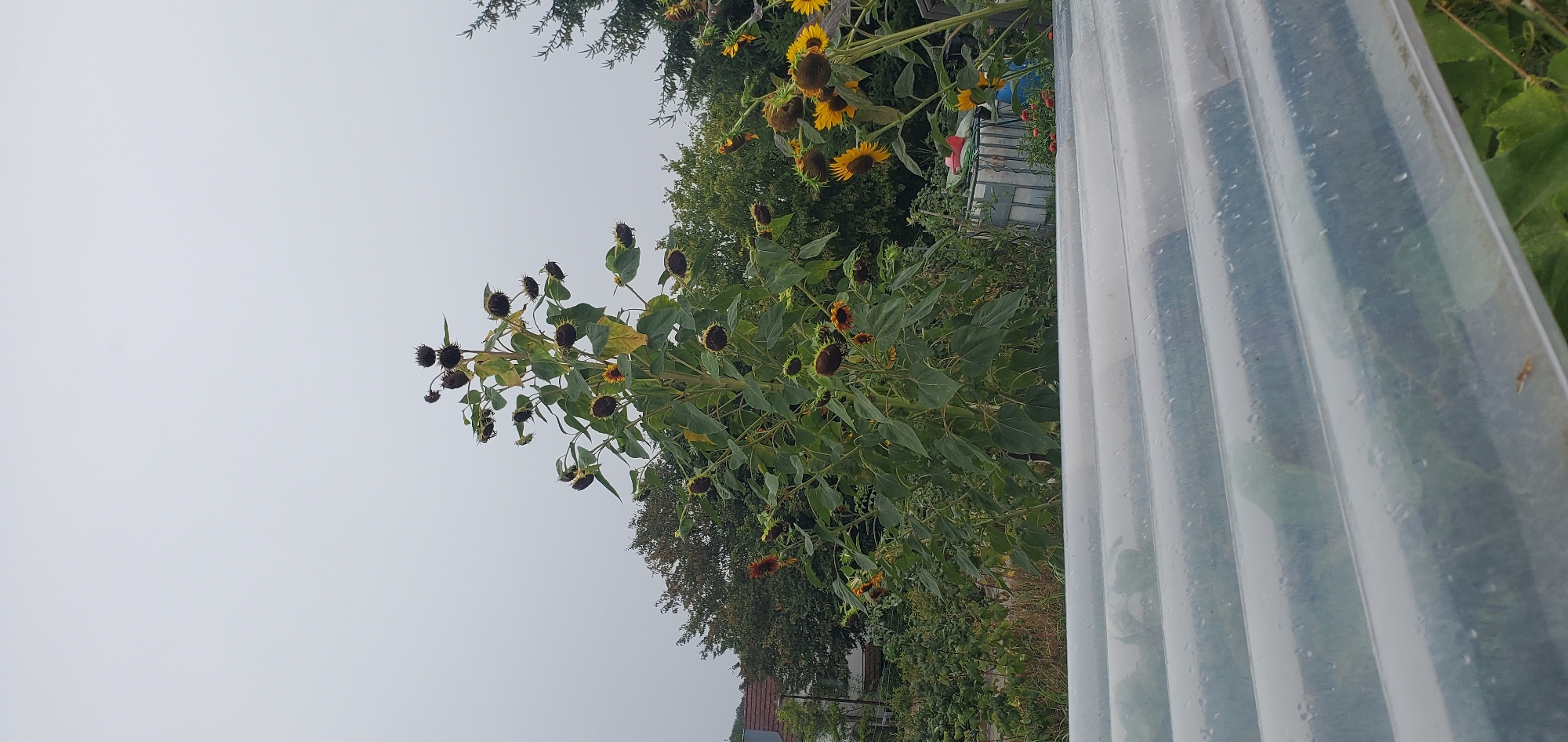 The image captures an outdoor scene in Achern, Germany, under an overcast sky. In the foreground, a translucent corrugated plastic sheet runs horizontally across the lower portion of the frame, showing water droplets on its surface. Behind this sheet, a tall sunflower plant dominates the center, reaching high with numerous seed heads, some appearing mature and dark, while others show remnants of yellow petals. To the right of this central sunflower, a cluster of bright yellow sunflowers is visible, some in bloom and others with developing seed heads. In the background, dense green foliage and trees form a natural backdrop. A glimpse of a building with a red roof can be seen to the far left, suggesting a residential or garden setting. A water tank or similar structure is partially visible behind the sunflowers to the right. The overall impression is of a late-season garden environment.