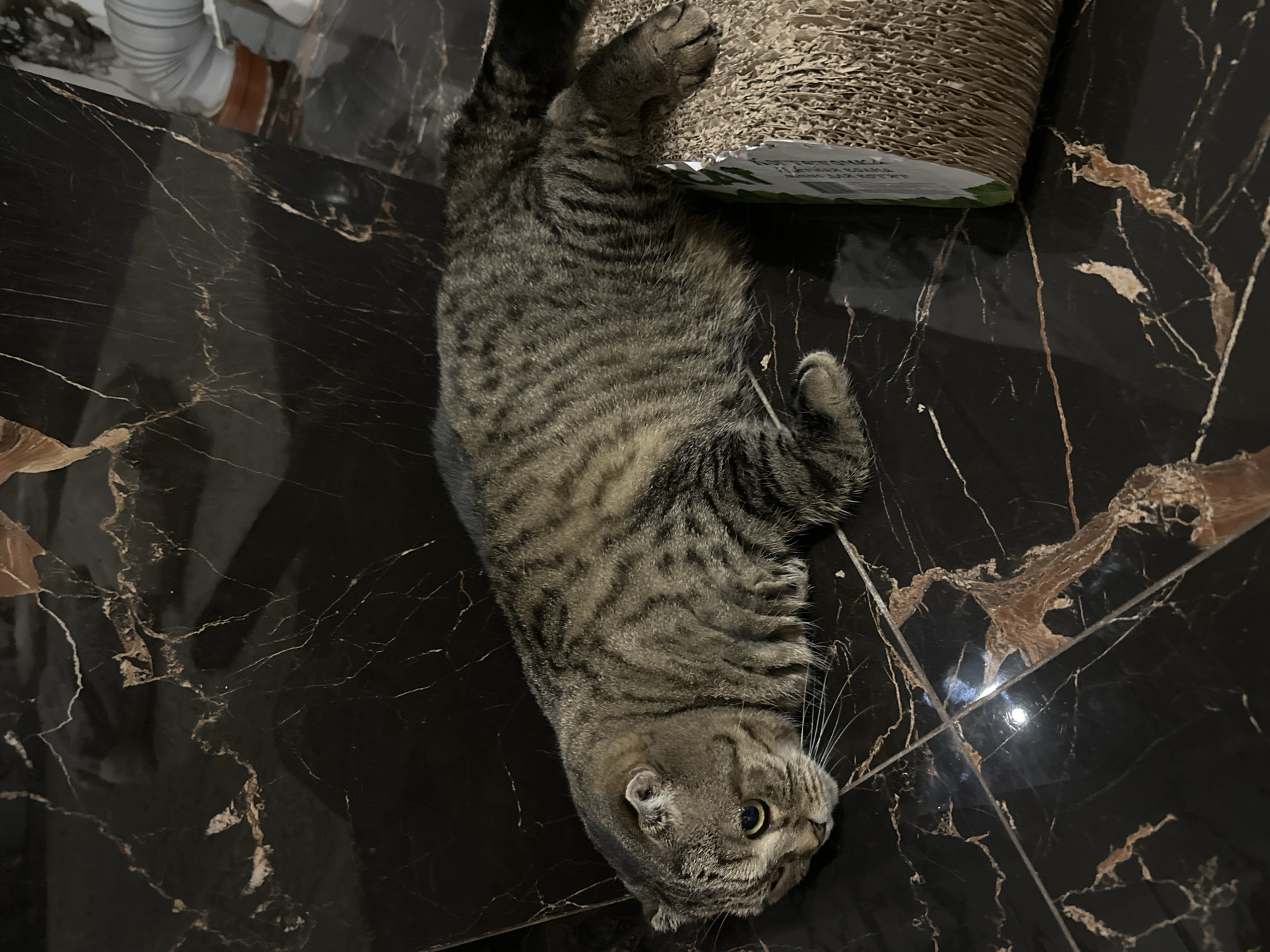 A tabby cat is lying on a black marble floor next to a scratching post. The cat is resting on its side with its head turned to the left. The floor is highly reflective and shows the pattern of marble veins. A white pipe and a brown ring are visible in the upper right corner of the image. There are no people visible in the image. The scene appears to be indoors, likely in a residential setting. The location in the city of Virki, Russia, cannot be determined from the visual information in the image.