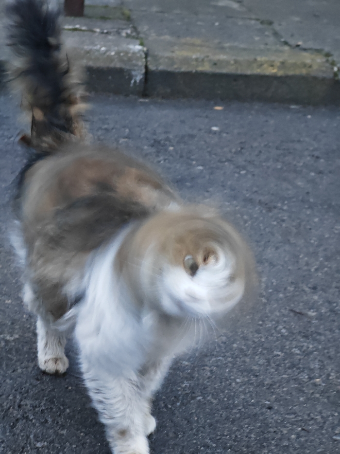 An outdoor scene in Shumen, Bulgaria, depicts a domestic cat positioned centrally on a dark, granular asphalt surface. The cat's fur is variegated, displaying shades of brown, grey, and white, with longer fur particularly on its tail and underbelly. The cat is captured in motion, specifically shaking its head, which results in its head being severely motion-blurred into a distinct concentric circular pattern. Within this blur, the cat's eyes and nose are faintly perceptible at the center. The cat's body and fluffy tail are less blurred, with its tail raised and angled towards the left. In the background, a light grey concrete curb runs horizontally across the upper portion of the frame, delineating the asphalt from a darker, less defined surface beyond. No people are present.