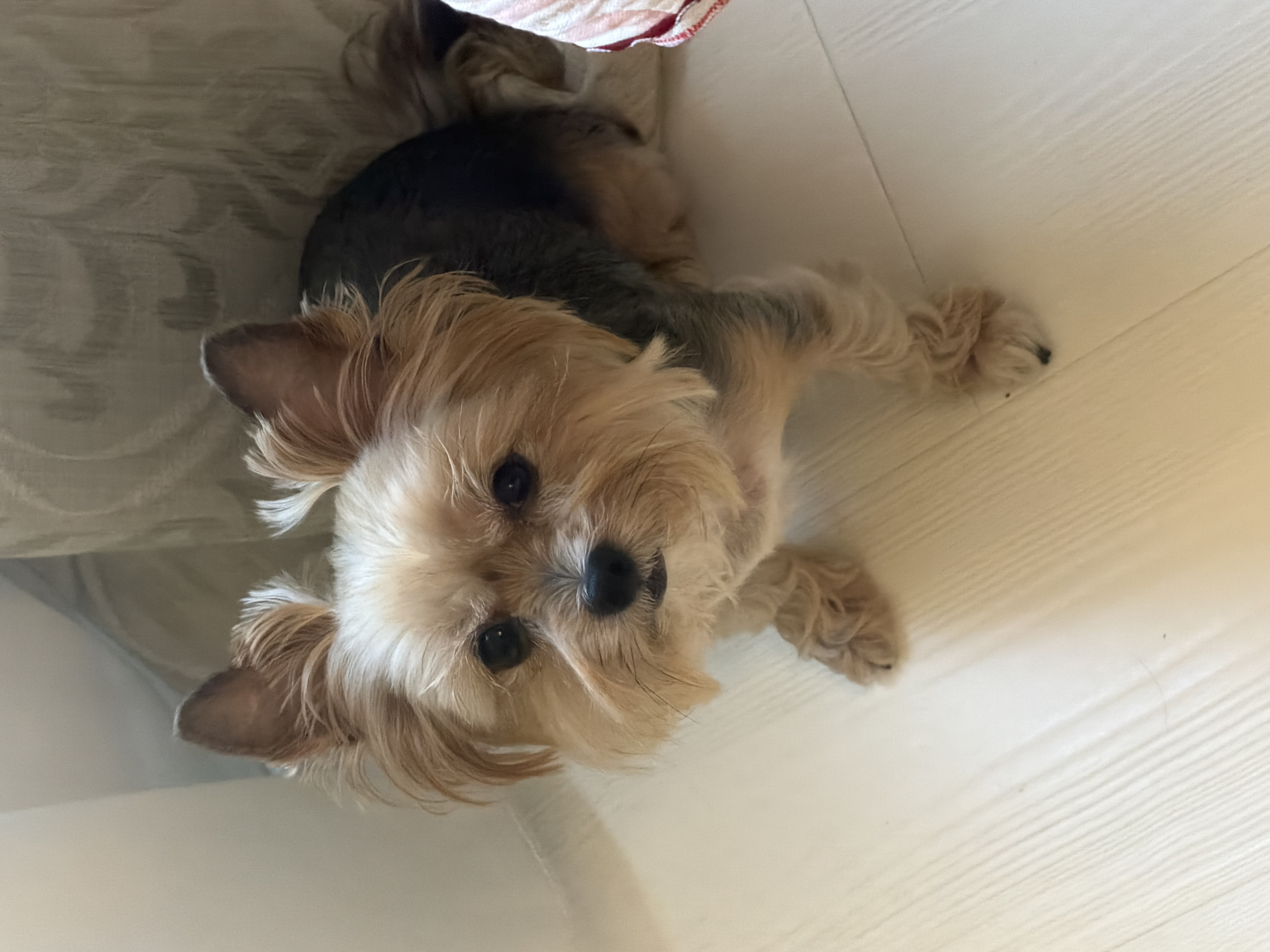 A light tan Yorkshire Terrier sits on a white floor in front of a beige textured curtain. The dog is facing the camera, with its head tilted slightly to the left. Its fur is a mix of tan and dark grey, with longer, lighter fur around its face and ears. The dog has black eyes and a black nose. Its ears are perked up and slightly angled outwards. The floorboards are visible, running horizontally across the image. A portion of a pink and white striped cloth is visible on the right side of the image.