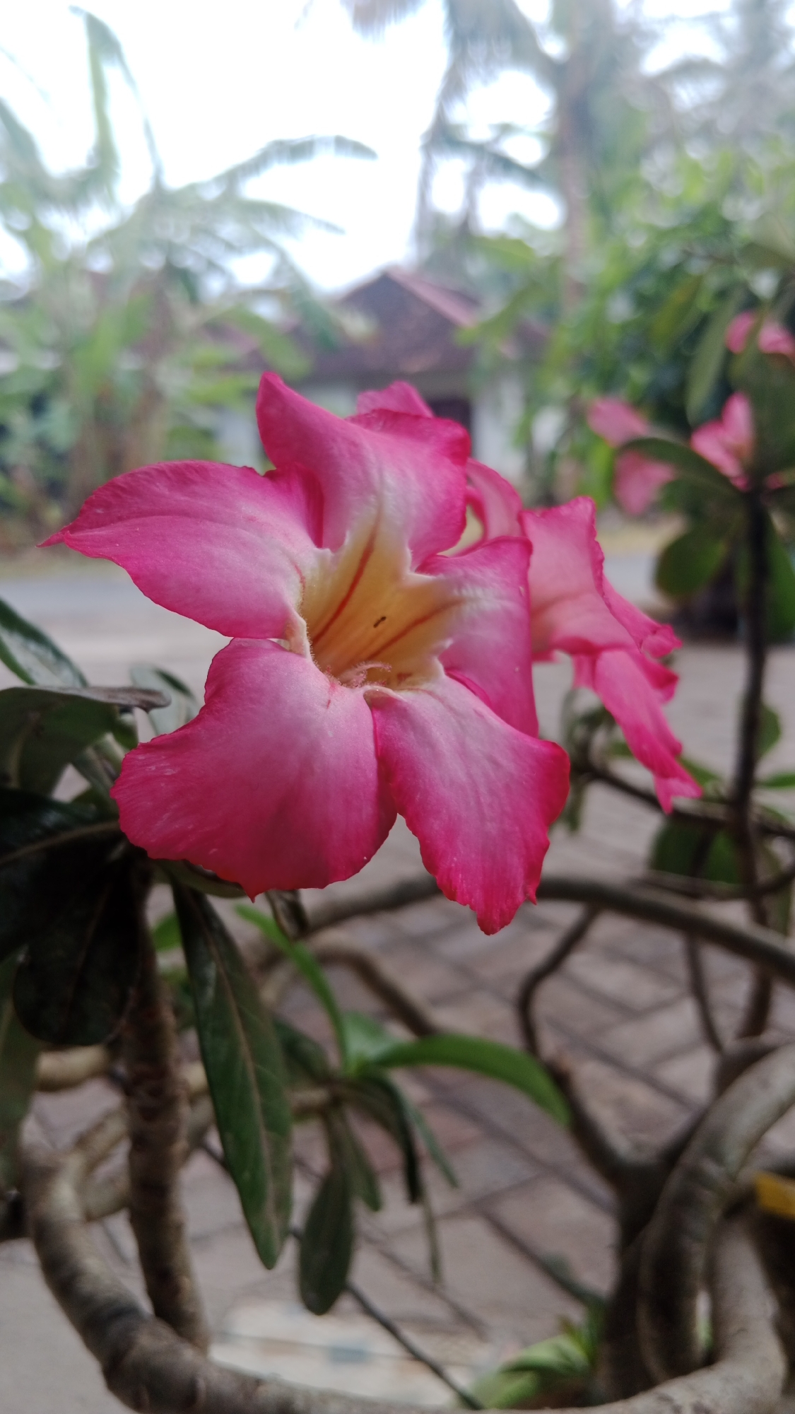 This is a close-up, eye-level, outdoor photograph taken in Wringin Putih, Indonesia, focusing on a cluster of pink desert rose flowers (Adenium obesum). The primary subject is a large, vibrant pink flower in the foreground, its petals transitioning to white towards the center and revealing yellow streaks. The flower is in sharp focus, while the background is blurred. In the mid-ground, another pink flower is partially visible, along with dark green leaves and the thick, gnarled branches of the desert rose plant. The background shows a blurred scene of trees, a rooftop, and a paved area, suggesting a residential or garden setting. The lighting appears natural, with soft light illuminating the flowers. No people or animals are clearly visible in the frame, except for a tiny ant on one of the flower's petals. The overall impression is one of natural beauty and tranquility within a tropical environment.