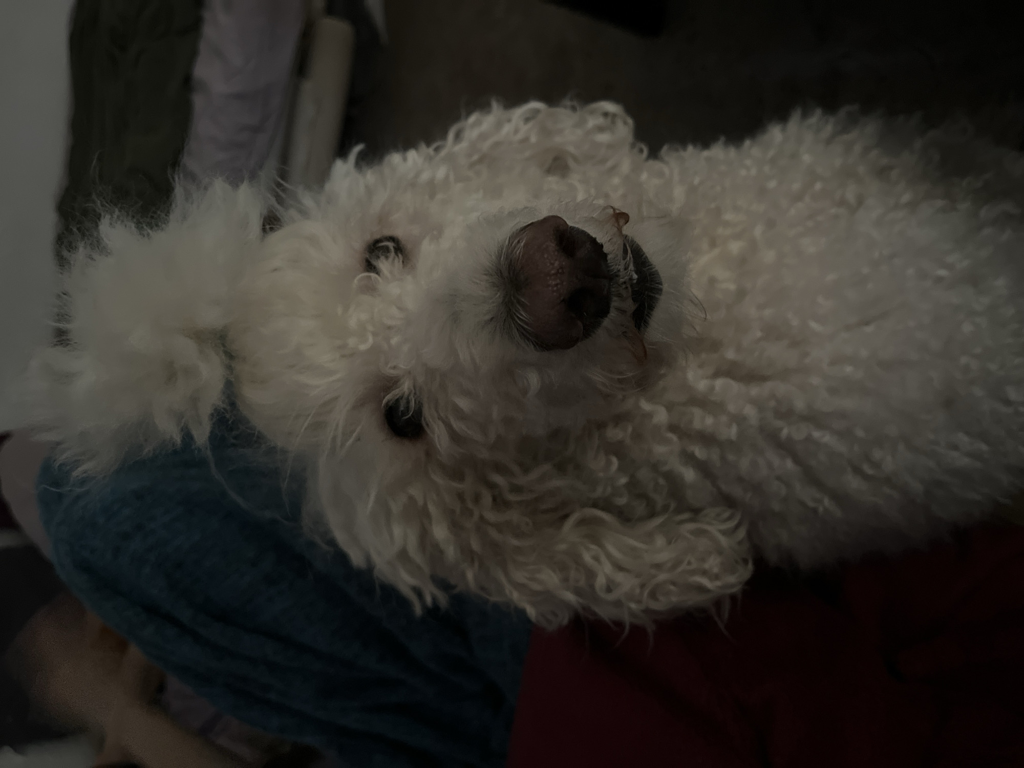 A top-down, close-up shot shows a white, curly-haired dog lying on a person's lap. The dog's pink nose is prominently centered, with its eyes visible amidst the fur. The person's lap is covered in a blue and red patterned fabric. The background is dark and unclear, but includes furniture and some garments. The location is Unknown, Unknown.