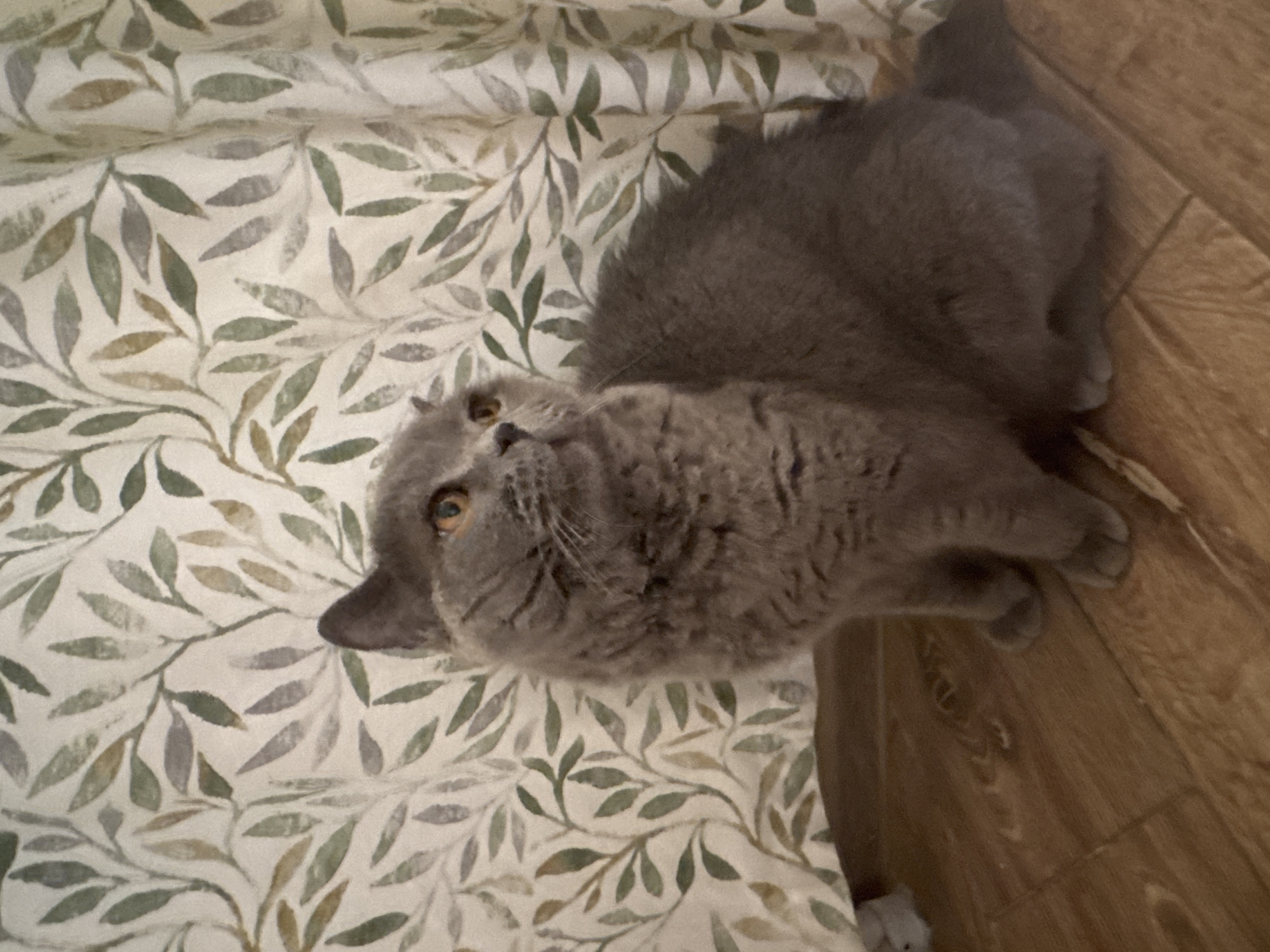 A grey cat with orange eyes is sitting on a wooden floor in front of a patterned curtain. The cat is looking to its right. The curtain has a pattern of green and brown leaves. The scene appears to be indoors. The specific location in the city of Sovkhoza Imeni Lenina, Russia, cannot be determined from the image alone.