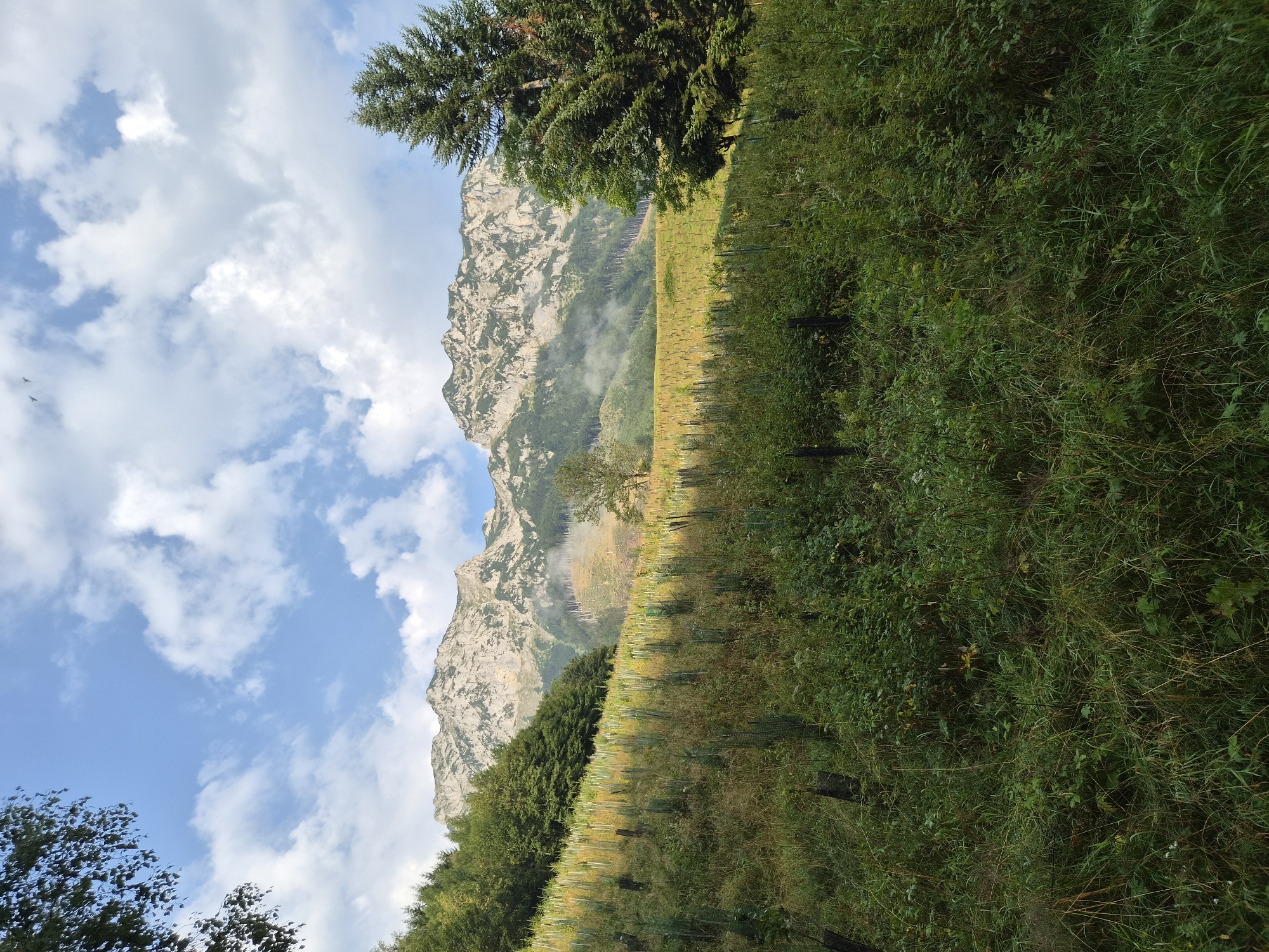 The image shows a mountainous landscape near Eisenerz, Austria. In the foreground, a grassy slope is covered with young trees protected by guards, and some dark wooden stakes are visible. Beyond this slope, a field with scattered young trees stretches towards the base of a large, rocky mountain range. The mountains are rugged and appear to be covered in a mix of rock and sparse vegetation. A band of fog or mist is visible low on the mountain slopes, and there are patches of cleared land or a different type of vegetation higher up. To the right, a large, dense evergreen tree stands prominently. The sky above is blue with scattered white clouds, and a few birds are visible in flight. The overall scene depicts a natural environment with evidence of reforestation efforts.