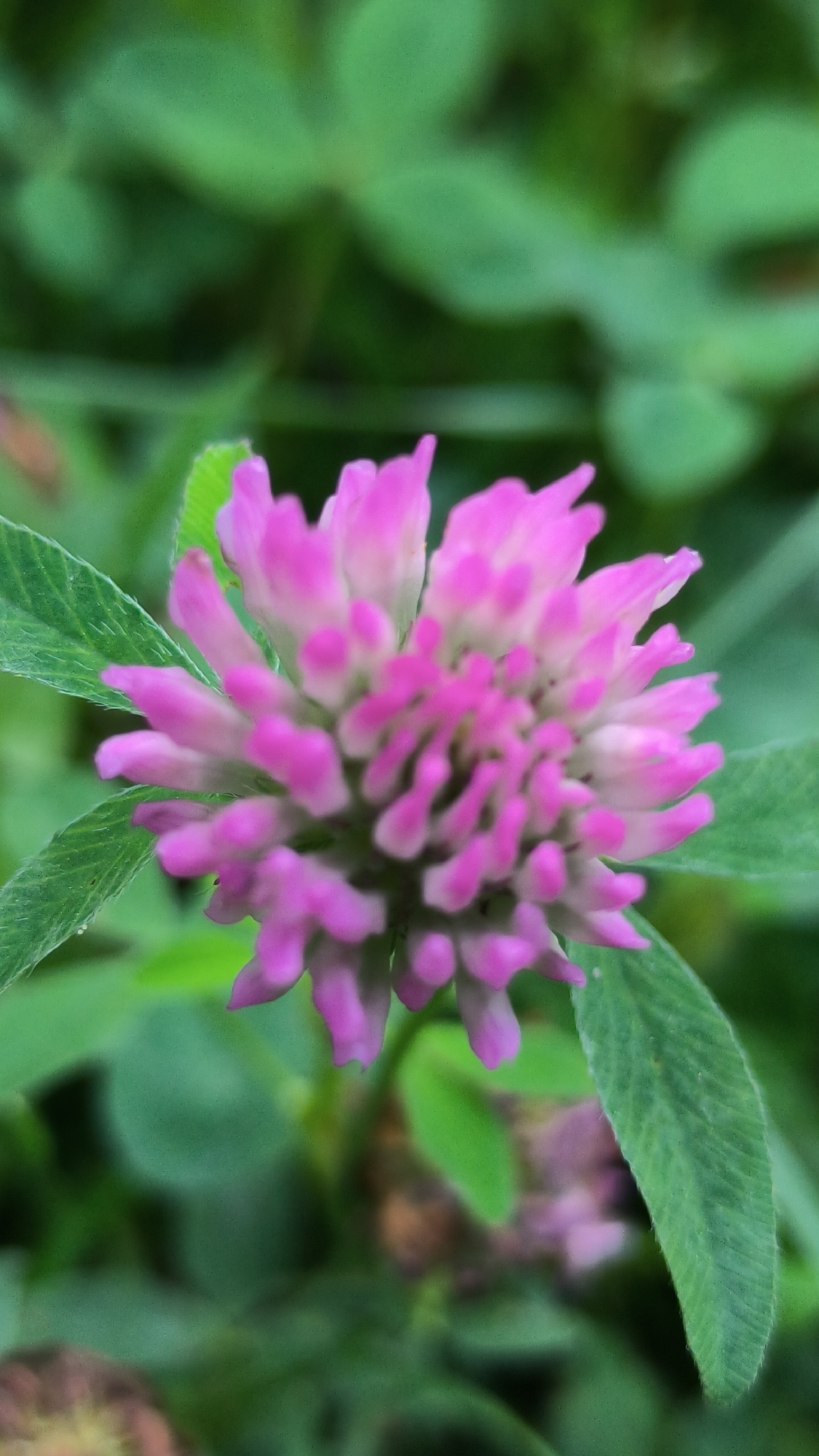 The image is a close-up shot of a pink clover flower in Lviv, Ukraine. The flower is the main subject, with its petals in focus and a blurred green background of leaves. There are no people or buildings visible in the frame. The lighting suggests it may be outdoors during daylight hours.