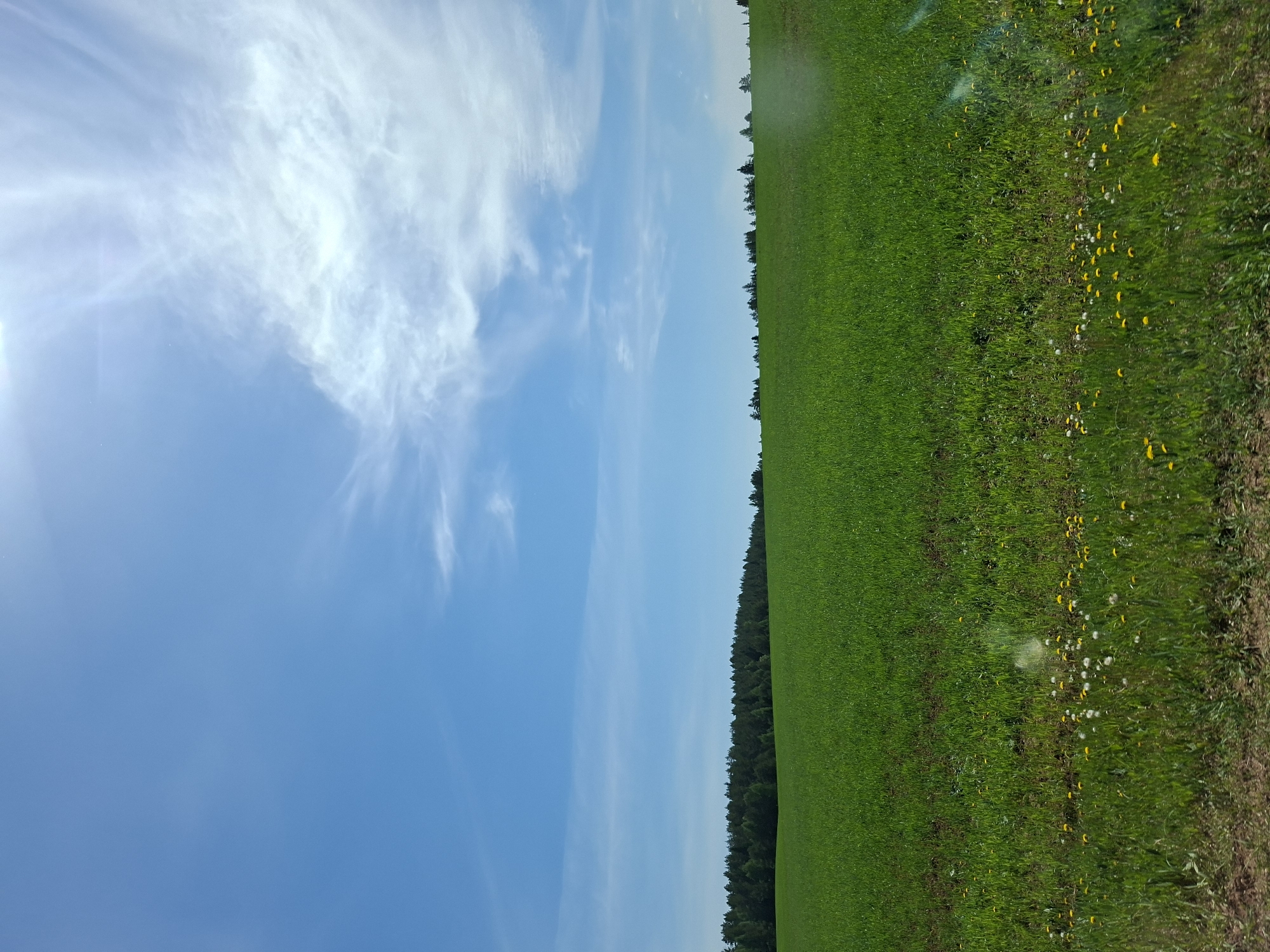 The image depicts a field with green grass and scattered yellow and white wildflowers. A line of trees separates the field from a blue sky with white clouds. The location is unknown.