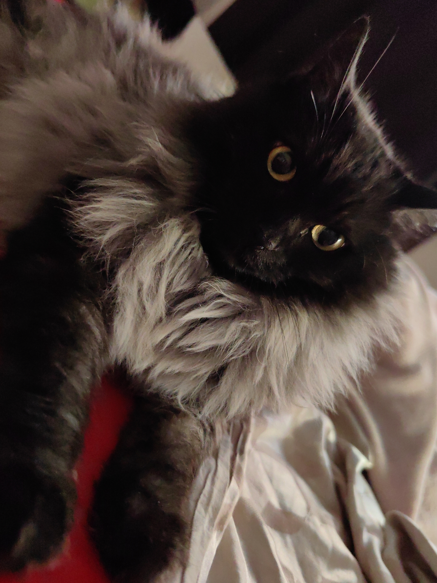The image shows a close-up of a fluffy, black cat with striking yellow eyes. The cat has a thick mane of greyish-white fur around its neck and chest, contrasting with its dark body. It is lying on a surface that appears to be made of a satin-like fabric, which is light beige in color and has visible folds and creases. There is also a patch of bright red visible in the lower left portion of the image, beneath the cat's body. The background is dark and out of focus, suggesting an indoor setting. The cat is looking directly at the camera with an alert expression. The image quality is somewhat grainy, typical of low-light photography. There is no information available about the location of this scene in the city of Sochi, Russia.