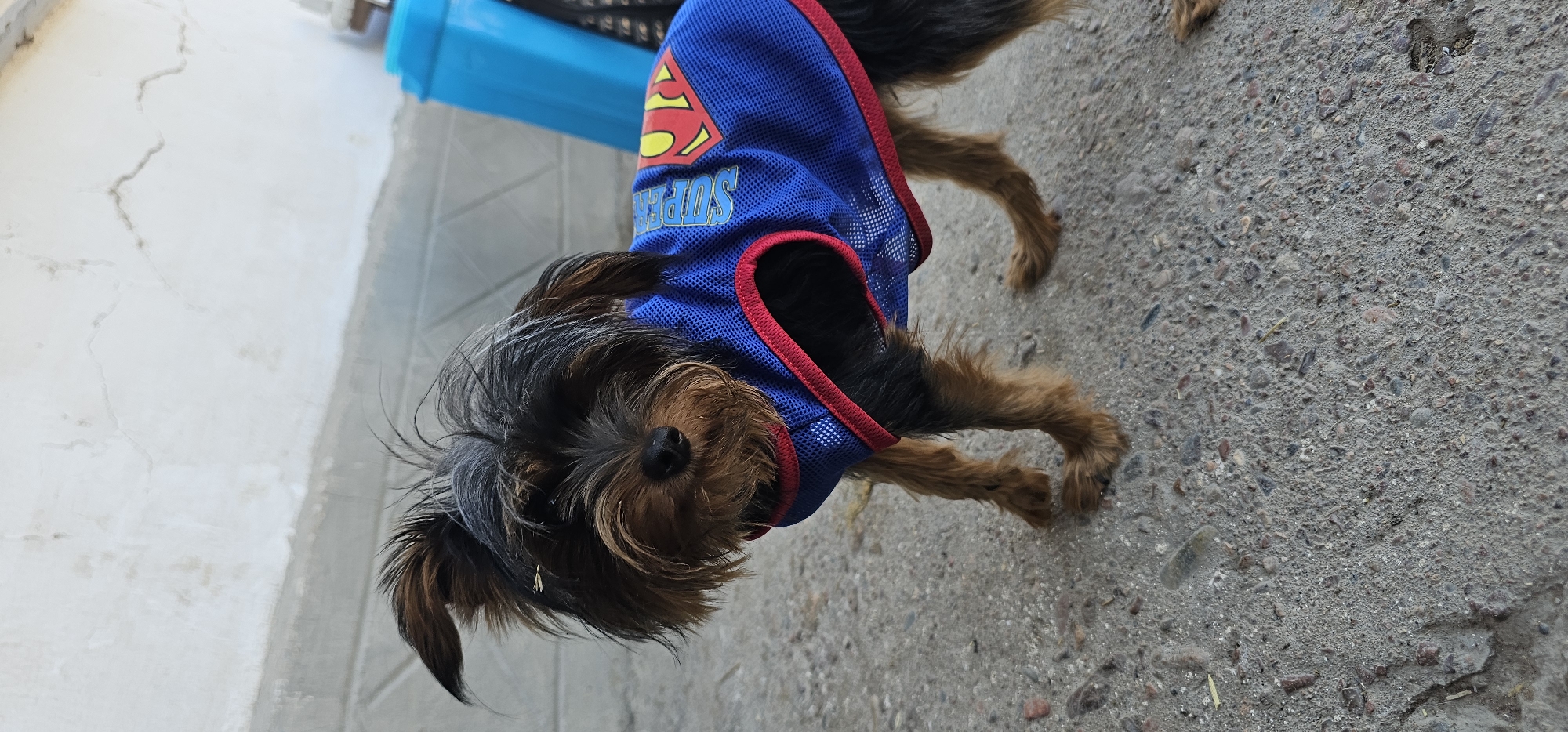 A small Yorkshire terrier dog wearing a blue mesh dog vest with red trim stands on a concrete surface. The vest has the "Superman" logo printed on the side in yellow and red. The dog has shaggy brown and black fur, with its ears perked up. Behind the dog, a white textured wall is visible, with a bright blue object, possibly a bin or container, to the right. The ground is concrete with small pebbles and debris. There are no people visible in the image. The scene appears to be outdoors, possibly in a yard or alleyway. The location is identified as Ленинабад, Uzbekistan.