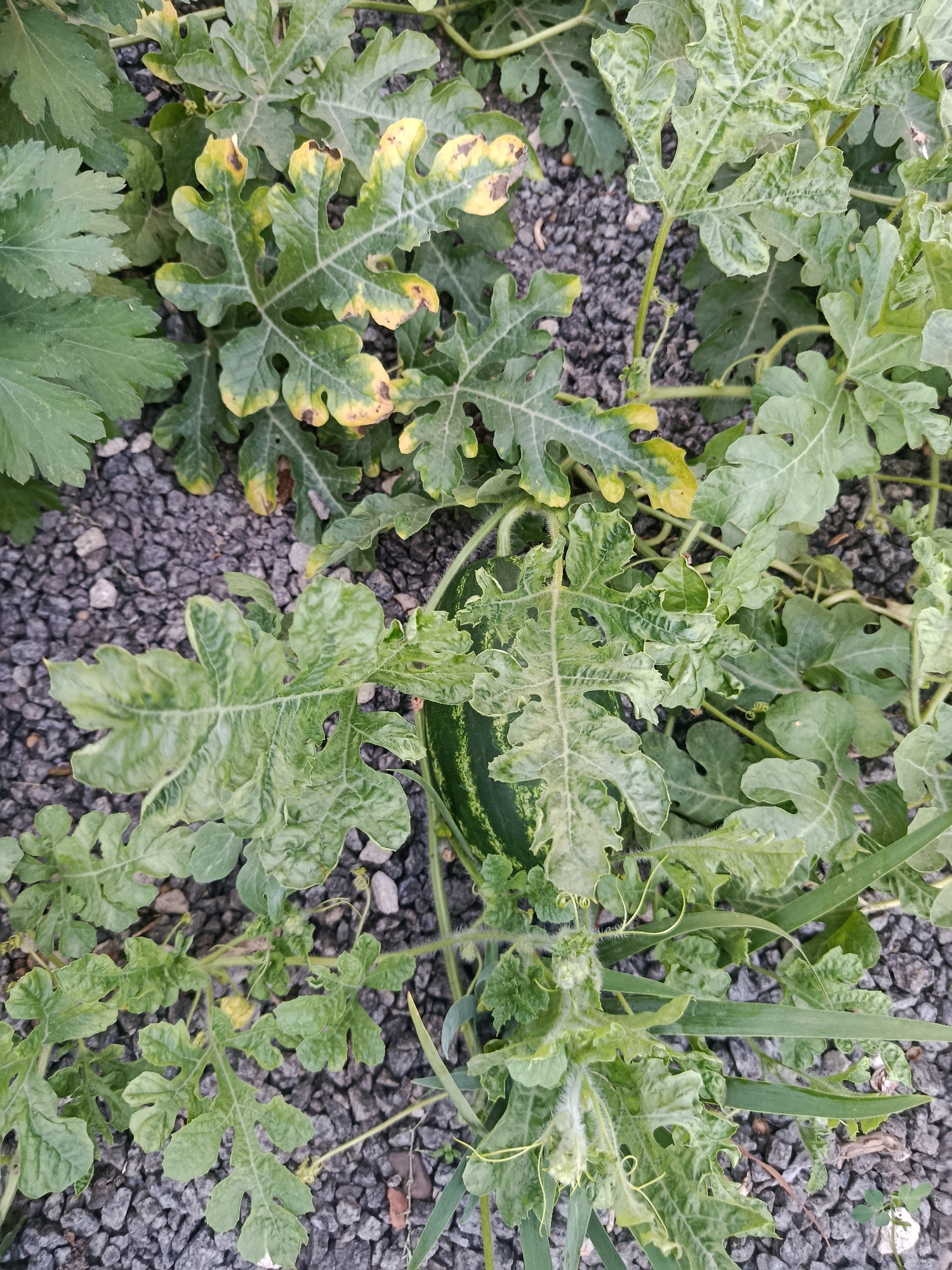 This is a close-up, overhead shot of a watermelon plant growing on a bed of dark gray gravel in Chetroșica Veche, Moldova. The plant has large, lobed, green leaves, some of which show signs of yellowing and browning, particularly around the edges. Several vines with tendrils are visible, along with a developing watermelon, partially obscured by the leaves. The gravel forms the ground cover, with a few small stones and bits of organic matter interspersed. The lighting suggests it is daytime, with natural light illuminating the scene. There are no people or animals present in the image.