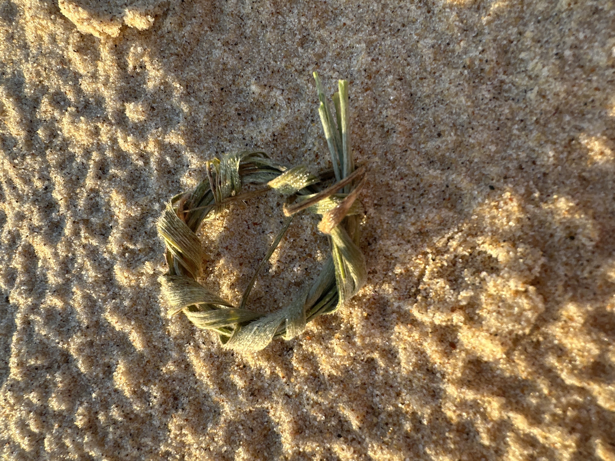 A small, circular arrangement of dried grass, possibly a decorative piece or a natural formation, lies on a sandy surface. The sand appears coarse and is illuminated by warm, directional light, creating distinct shadows and highlights that emphasize its textured surface. The grass is light brown and green, appearing slightly frayed and twisted together. There are no people or animals present. The location is the sandy foreshore of Mylestom, Australia.