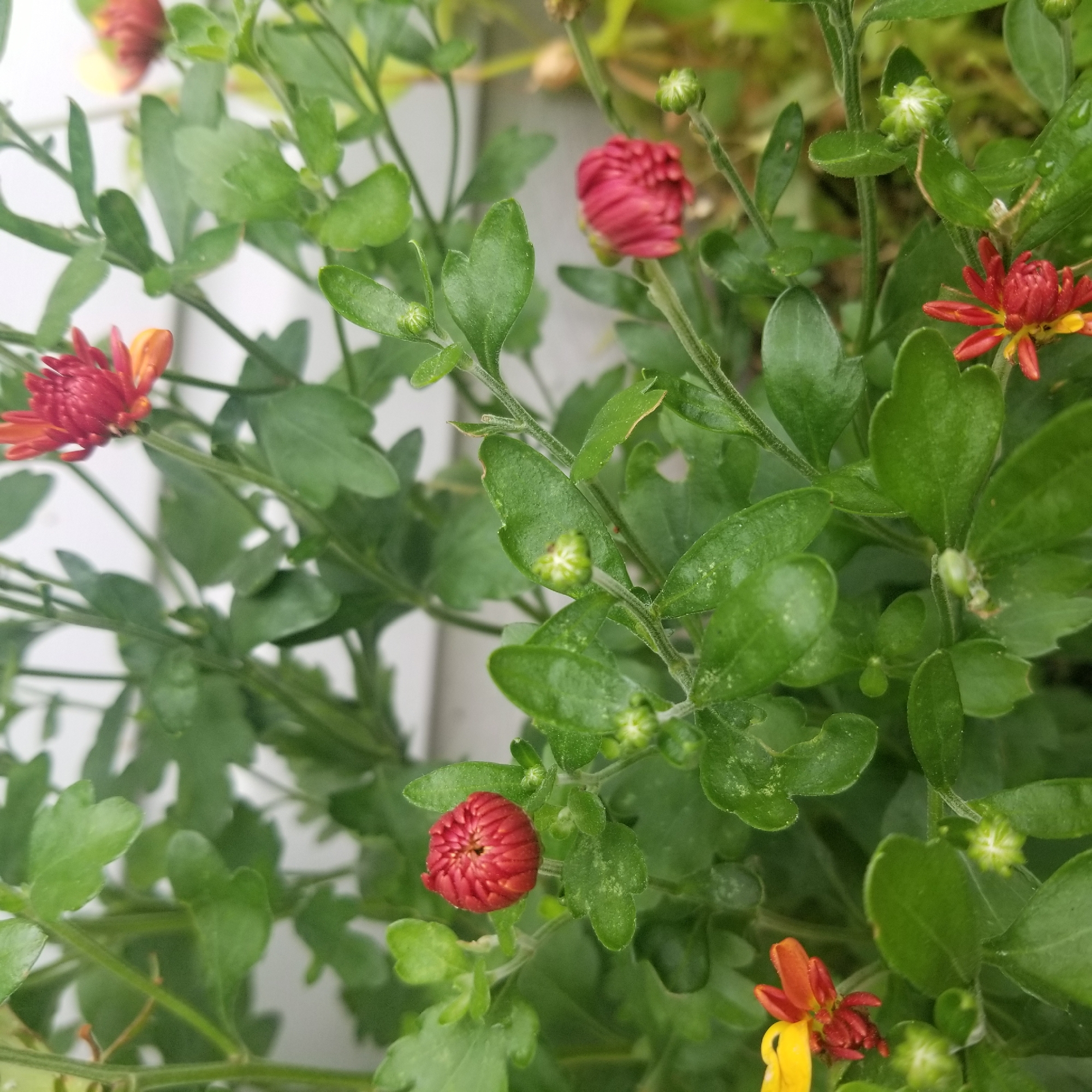 This close-up media file features a cluster of small, vibrant flowers, likely chrysanthemums, in various stages of bloom. The subjects are the flowers and their surrounding green foliage. Some of the flowers are a deep red, while others are a fiery orange with yellow centers. Several buds, tightly closed and green, are also visible among the leaves, suggesting the plant is still growing.
The scene is outdoors, indicated by the natural lighting and the presence of water droplets on some of the leaves, possibly from recent rain or dew. The background is blurred but appears to be a light-colored, vertical surface, perhaps a fence or railing, and some out-of-focus greenery.
No people are present. The activity, if any, is the natural growth and blooming of the flowers. The time of day and weather are not explicitly discernible beyond the implied outdoor setting and moisture. The location context provided is Virginia Beach, USA. There is no visible text in the image. The overall impression is one of natural beauty and the early stages of a floral display.