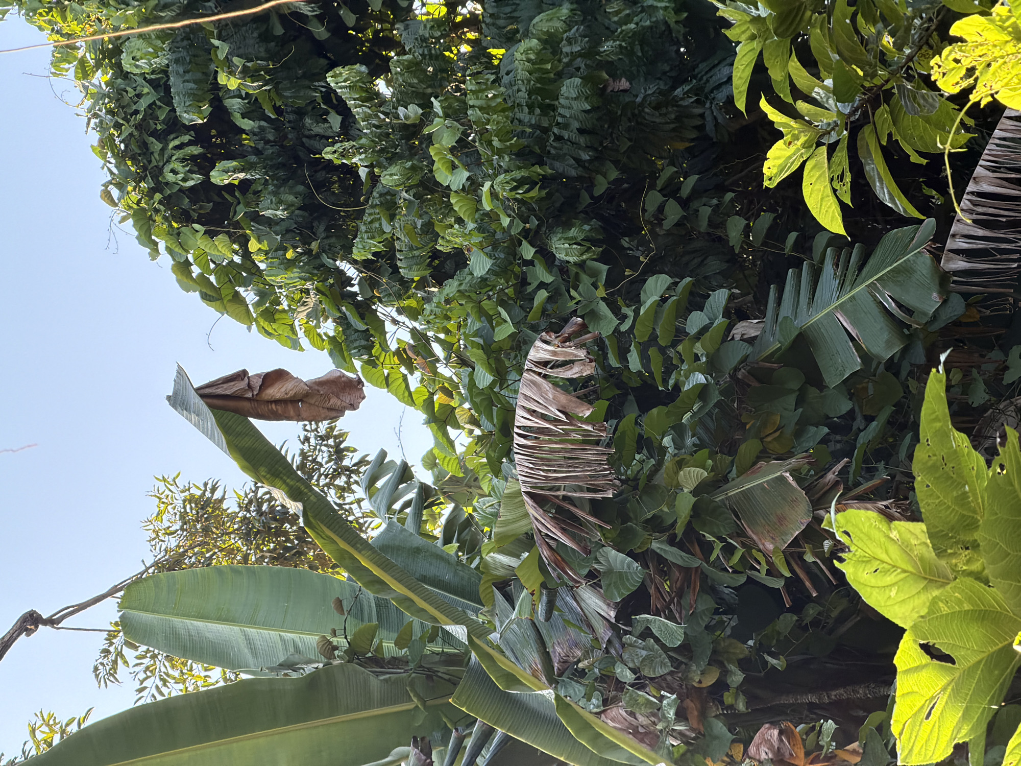 A scene of dense foliage under a clear sky in Ubud District, Indonesia. The foreground is dominated by large, green banana leaves, some with yellowing edges, and a patch of bright, sunlit green leaves that appear to be perforated with small holes. In the mid-ground, more banana leaves are visible, some dry and brown, hanging in tatters. Interspersed with the banana leaves are numerous other green leaves and vines, creating a layered, naturalistic effect. A dried, brown leaf hangs prominently from a branch in the upper center of the frame. The background is filled with lush, green trees and the bright blue sky. The image is taken from a low angle, looking up into the canopy. There are no people or animals visible in the scene.