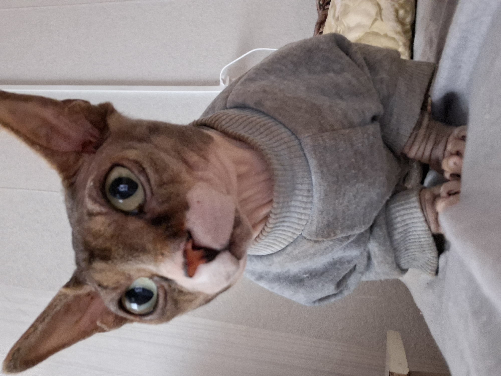 A close-up, slightly tilted shot features a Sphynx cat wearing a gray hoodie. The cat is positioned in the foreground, filling most of the frame with its head and shoulders. Its large, green eyes are looking directly at the camera. The cat's wrinkled skin is a mix of brown and pink. It's wearing a gray hooded sweatshirt with ribbed cuffs and a hood. The background shows a beige wall, a white electrical cable, and part of a cushion with beige upholstery. The location could be a room interior in Забалоцкі сельскі Савет, Belarus.