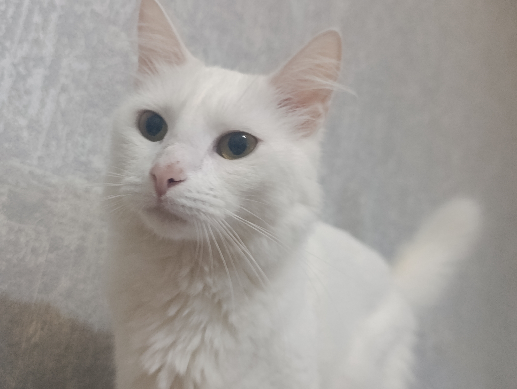 A white cat with green eyes and a pink nose is pictured in close-up, facing left and looking away from the camera. The cat's fur is fluffy, and its ears are perked up. The background is a soft grey, textured wall. The image appears to have been taken indoors, likely in a residential setting within Baku, Azerbaijan.