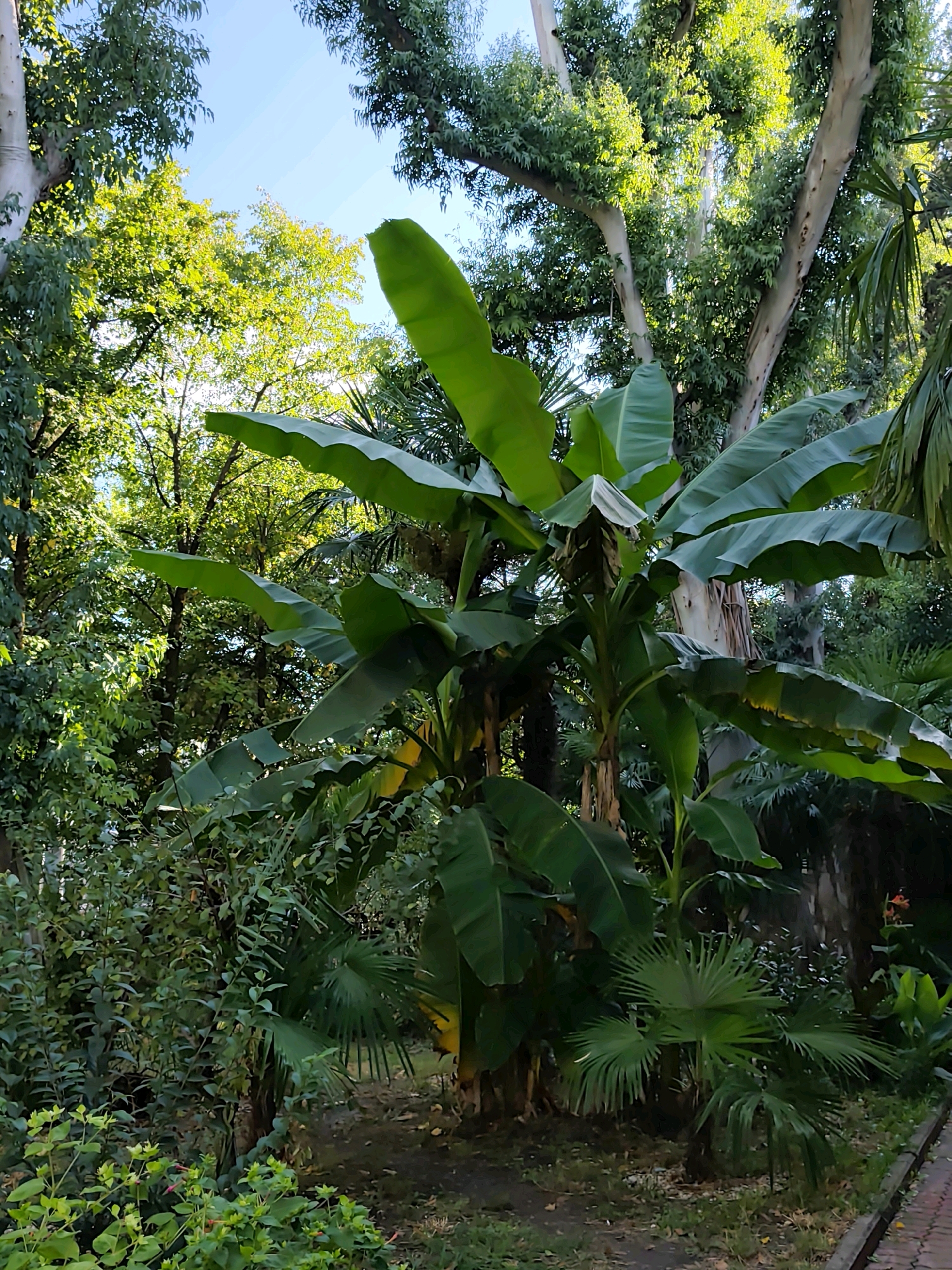 The image depicts a lush green garden scene, likely in Sochi, Russia, given the presence of tropical and subtropical vegetation. In the foreground, a prominent banana plant with large, vibrant green leaves dominates the center of the frame. To its right, a fan palm with a spiky frond stands out, partially shaded by the banana leaves. The background is filled with a dense canopy of trees, including what appears to be a large eucalyptus tree with its distinctive pale bark. Sunlight filters through the leaves, creating a dappled effect and illuminating parts of the foliage. The ground is covered with grass and fallen leaves, suggesting a natural, unmanicured setting. A red-tiled pathway is visible along the right edge of the image, hinting at a park or botanical garden. The overall atmosphere is one of abundant nature and tranquility. There are no people or animals visible in the image.