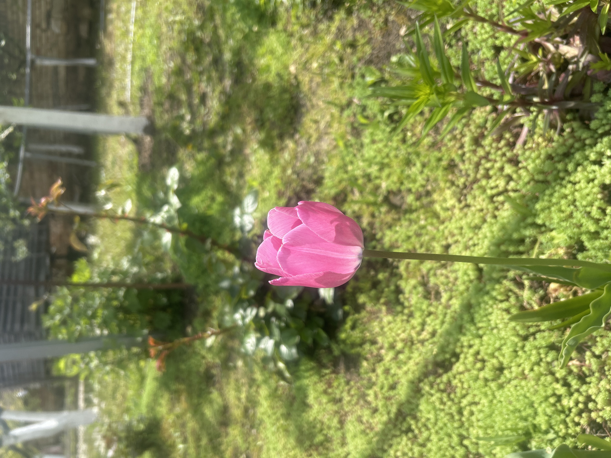 A pink tulip stands upright in a garden. The background features green ground cover and other foliage. The location is likely Gorsko Ablanovo, Bulgaria, based on the prompt.