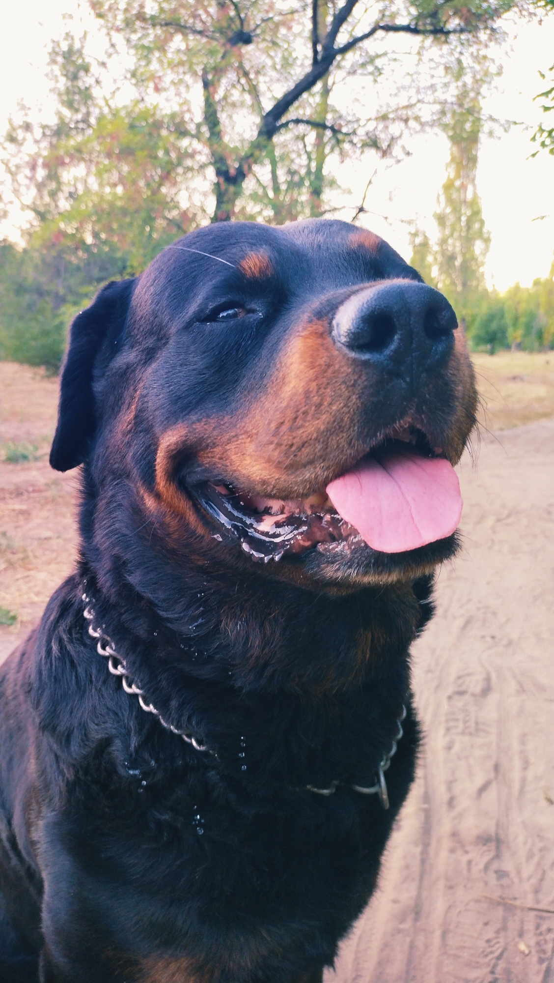 A Rottweiler dog is pictured in close-up against an outdoor background. The dog is wearing a silver chain collar and has its tongue out, panting. Its eyes are partially closed, giving it a happy or contented expression. The background consists of dry earth or sand, with trees and foliage visible in the distance, suggesting a park or natural area. The lighting indicates it might be late afternoon or early morning. The location is specified as Horishni Plavni, Ukraine.