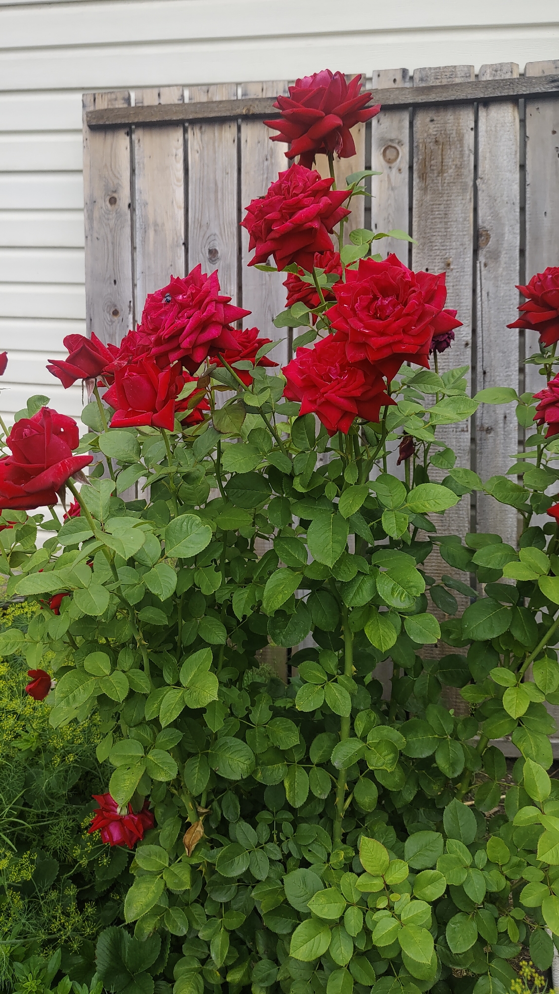 A bush of red roses with green leaves is in bloom, set against a backdrop of a light-colored wooden fence and a white building. The roses, in various stages of bloom, are clustered at the top of the frame, with some extending downwards. The fence, made of vertical wooden planks, is weathered and appears to be a part of the exterior of the white building. Green foliage, likely part of the rose bush and possibly other plants, fills the lower portion of the image. The scene suggests an outdoor setting, likely a garden or yard. No people or animals are visible in the image. The location is identified as Shushenskoye, Russia.