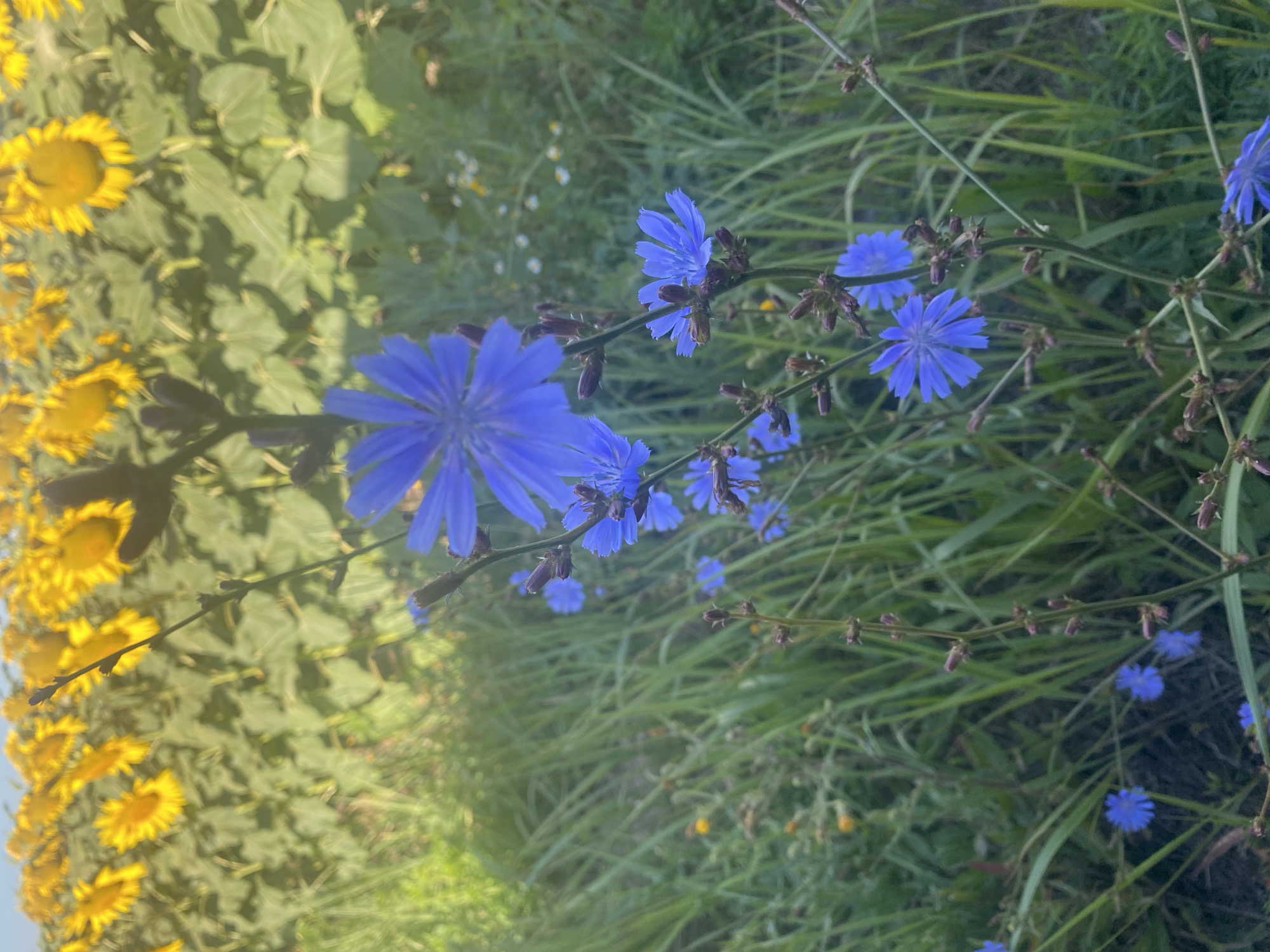 In the foreground, the image features several delicate blue flowers, identified as chicory. These blossoms are attached to thin, vertical stems with small, dark buds. The flowers exhibit a star-like pattern with elongated petals. The background is dominated by a field of sunflowers, their bright yellow heads forming a dense, textured layer. The overall environment appears to be a rural or natural setting, possibly a field or meadow, with abundant green grass and other vegetation surrounding the chicory flowers. The light suggests it is daytime, with a soft, diffused quality. The scene is located in Novooleksandrivs'ke, Ukraine.