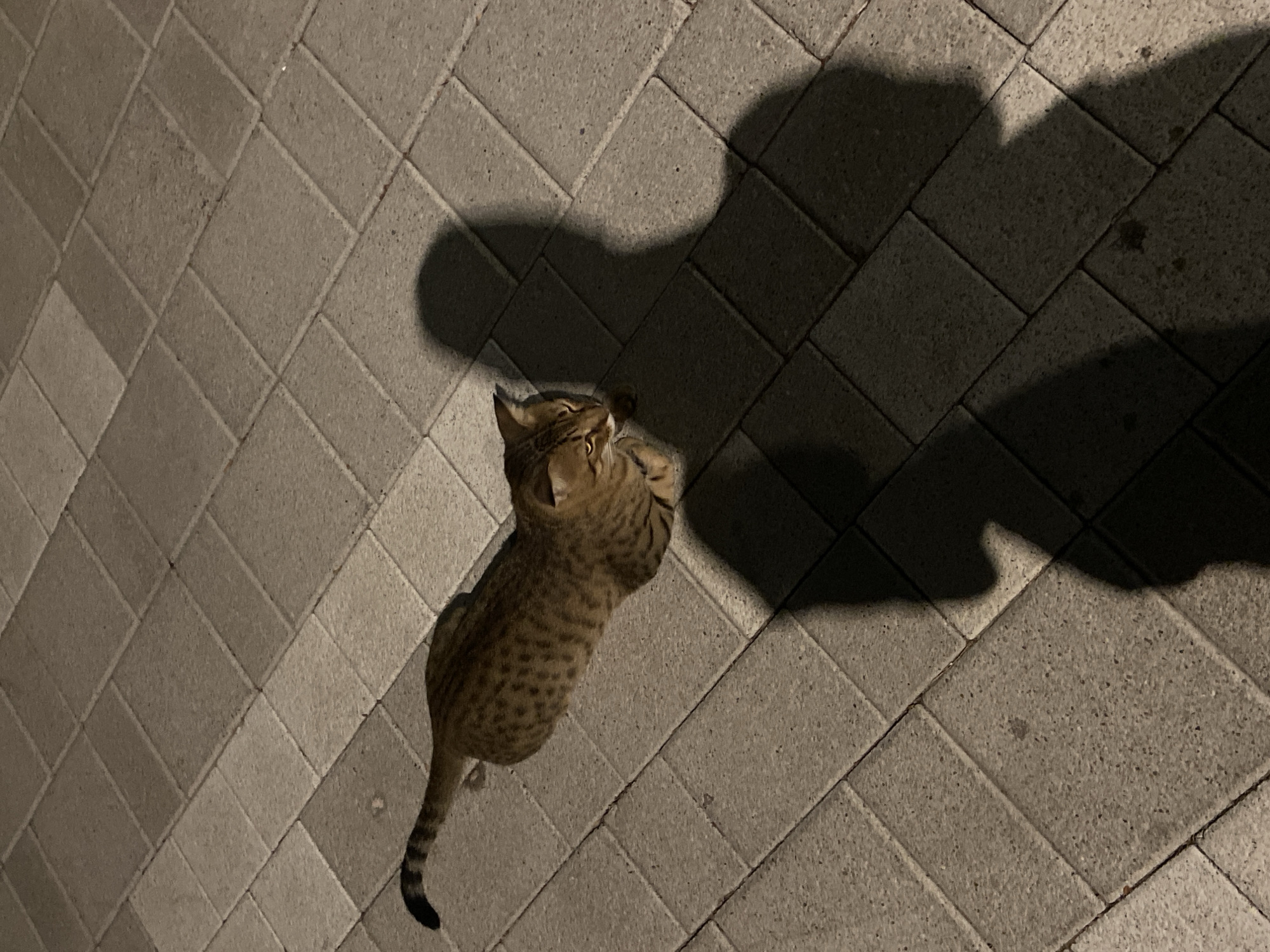 An overhead, high-angle shot captures a tabby cat lying on a diagonally-laid brick pathway. The cat is positioned in the upper left quadrant of the image, facing right with its body stretched out. It has distinct dark spots on its brown fur and a striped tail extending to the far left. Two prominent human shadows are cast across the pathway, one directly behind the cat and another larger shadow to its right. The lighting suggests an evening or night scene, with artificial lights creating the shadows. The ground consists of interlocking rectangular grey bricks arranged in a diamond pattern. The scene is likely outdoors in a city environment, potentially Deira, United Arab Emirates, given the paving style.