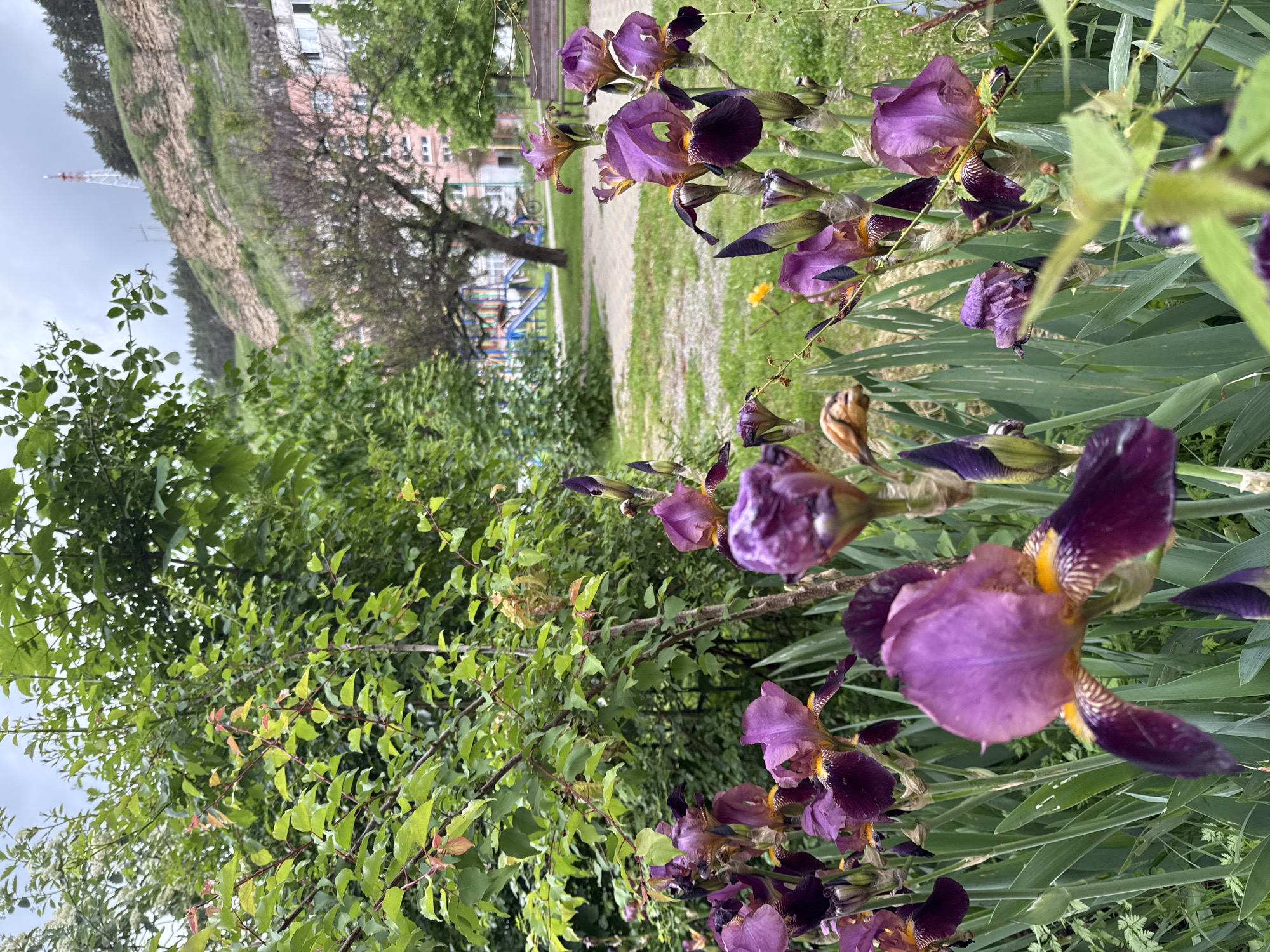 The image shows a close-up view of purple iris flowers in a garden. In the background, there is a path, grass, trees, a playground, and a building. In the far background, there is a grassy hillside with a tower visible in the distance. The location is Karachayevsk, Russia.